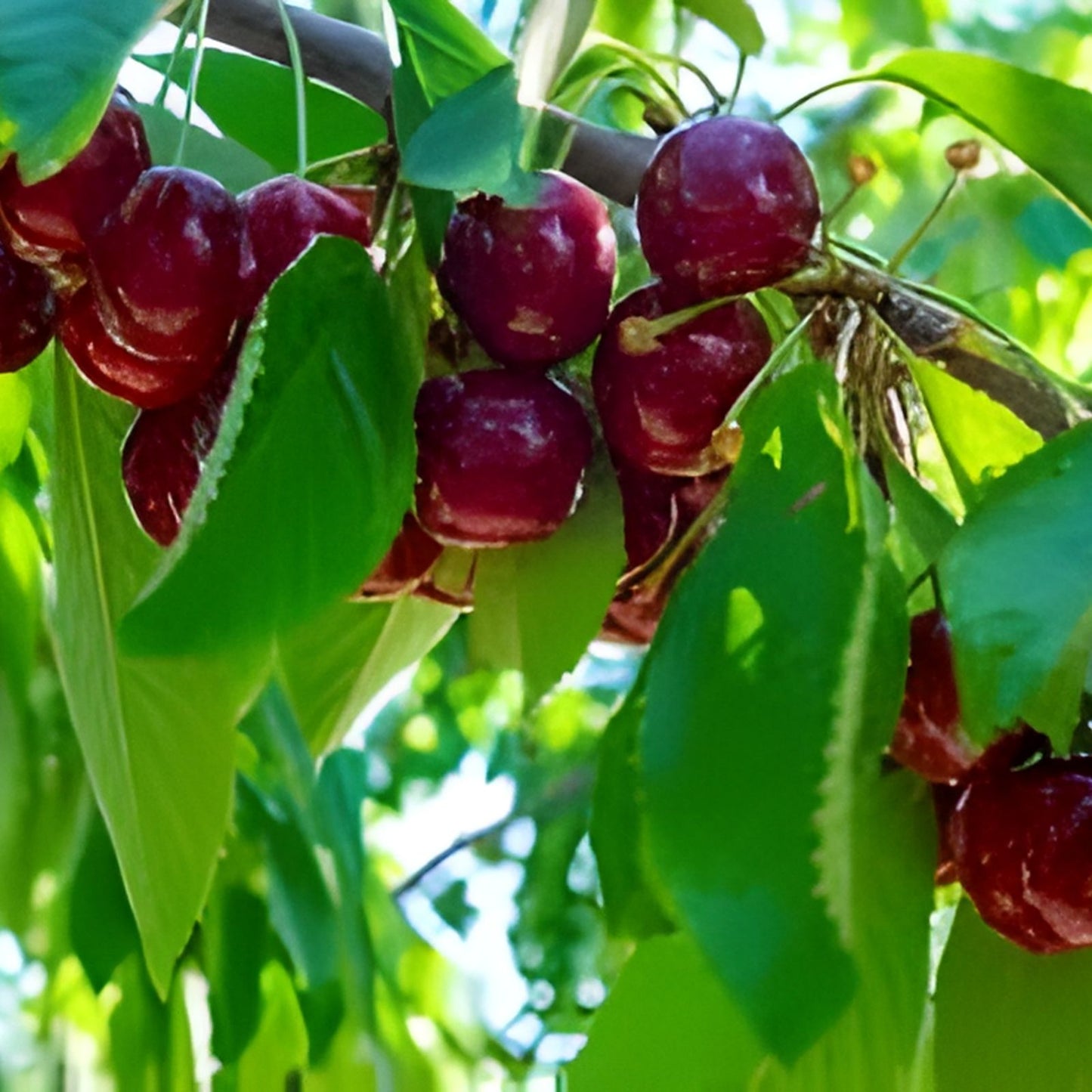 Stella Cherry Tree Cuttings – 8 Unrooted Prunus avium Cherry Tree Branches for Growing Your Own Fruit Trees