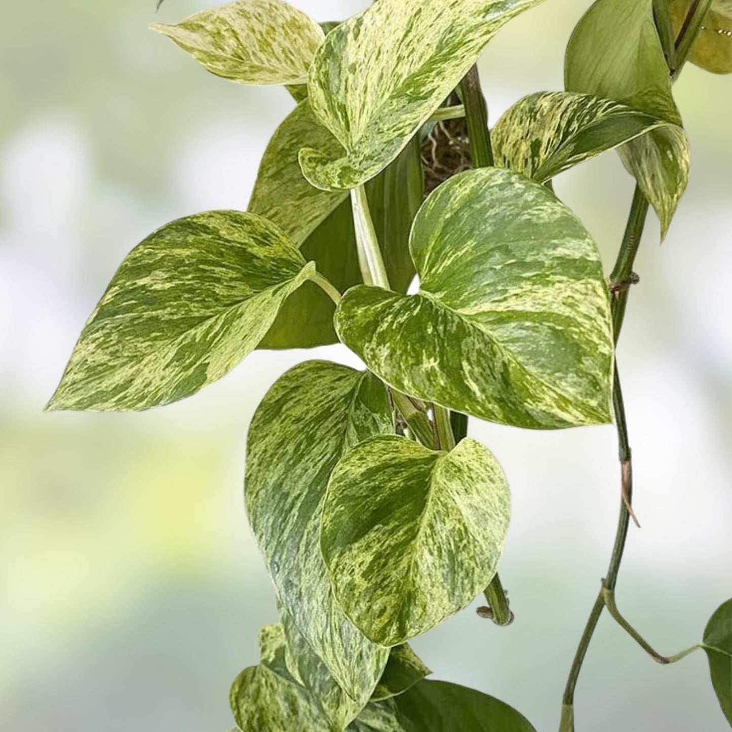 Pothos Cutting with Roots - Marble Queen Variety - Epipremnum aureum Houseplant Propagation