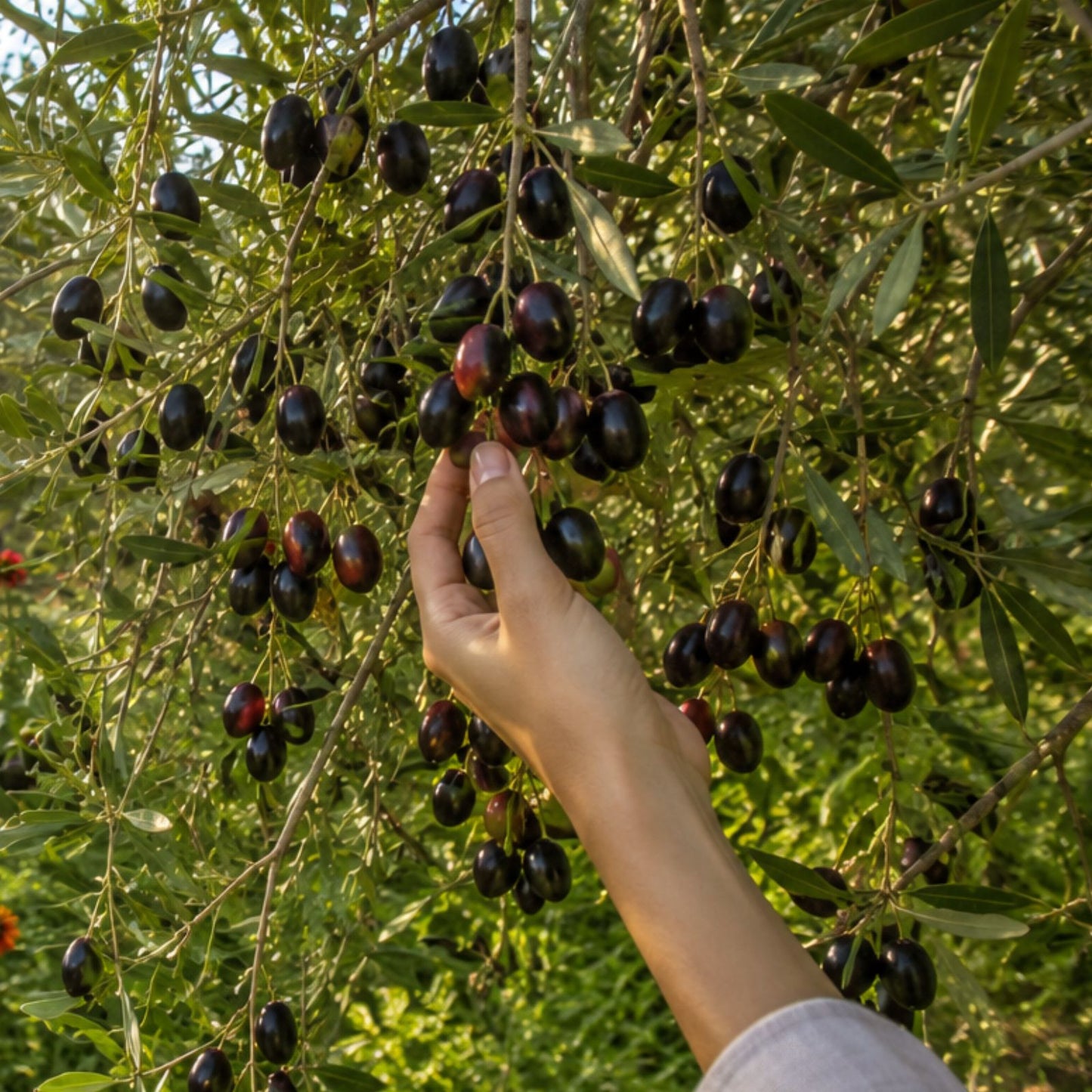 Olive Tree Seeds 15 Pack Edible Green Olea Europaea Garden Starter Plants, Live Seeds, Planting, Bare Root, Houseplant