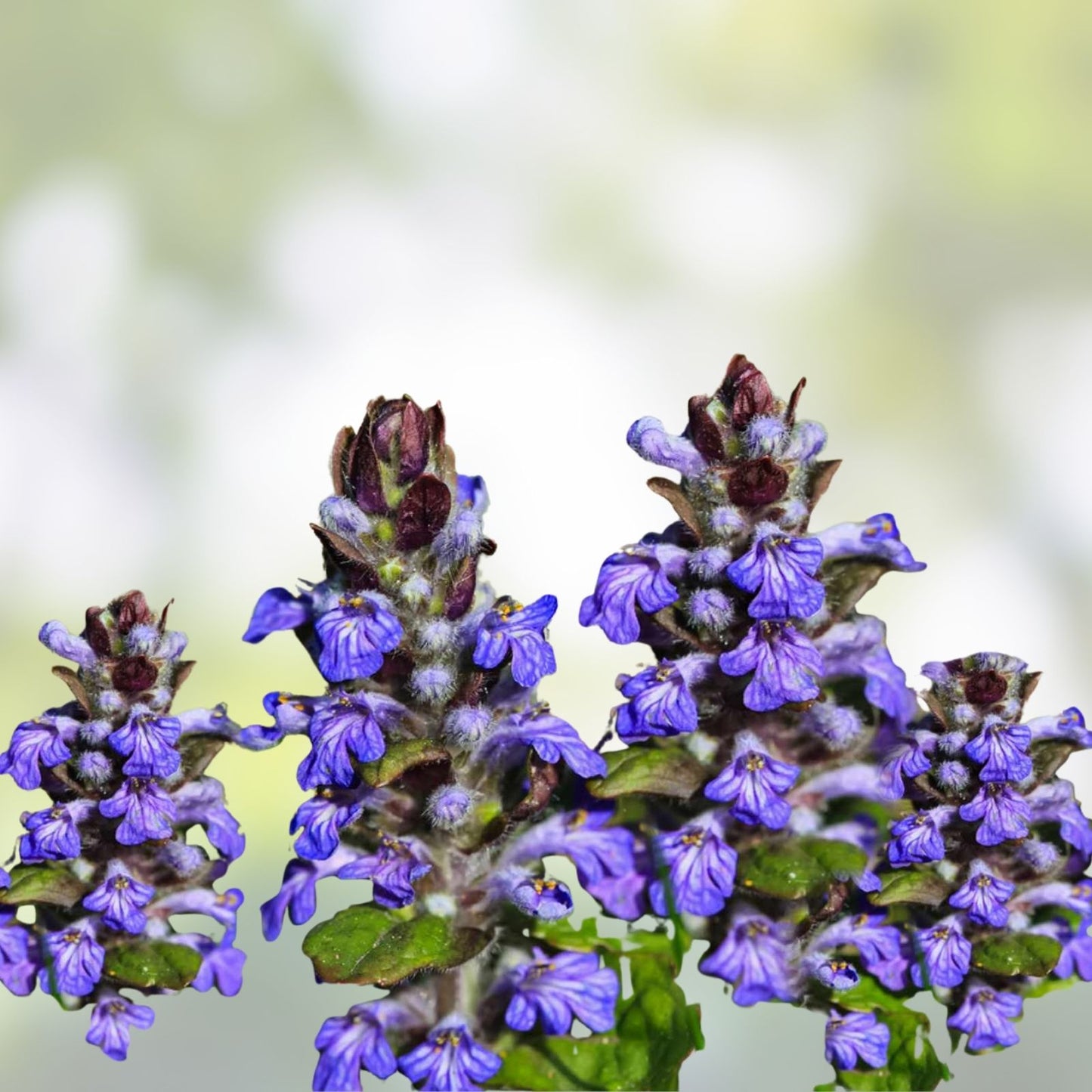 Ajuga Reptans 'Bugleweed' Starter Plants - 10 Rooted Cuttings for Ground Cover, Garden Landscaping, Creeping Perennial