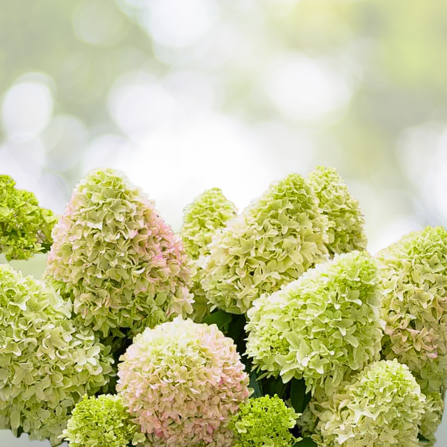Hydrangea Starter Plant - 7-9 Inch Little Fresco - Panicle Hydrangea - Hydrangea paniculata 'Little Fresco'