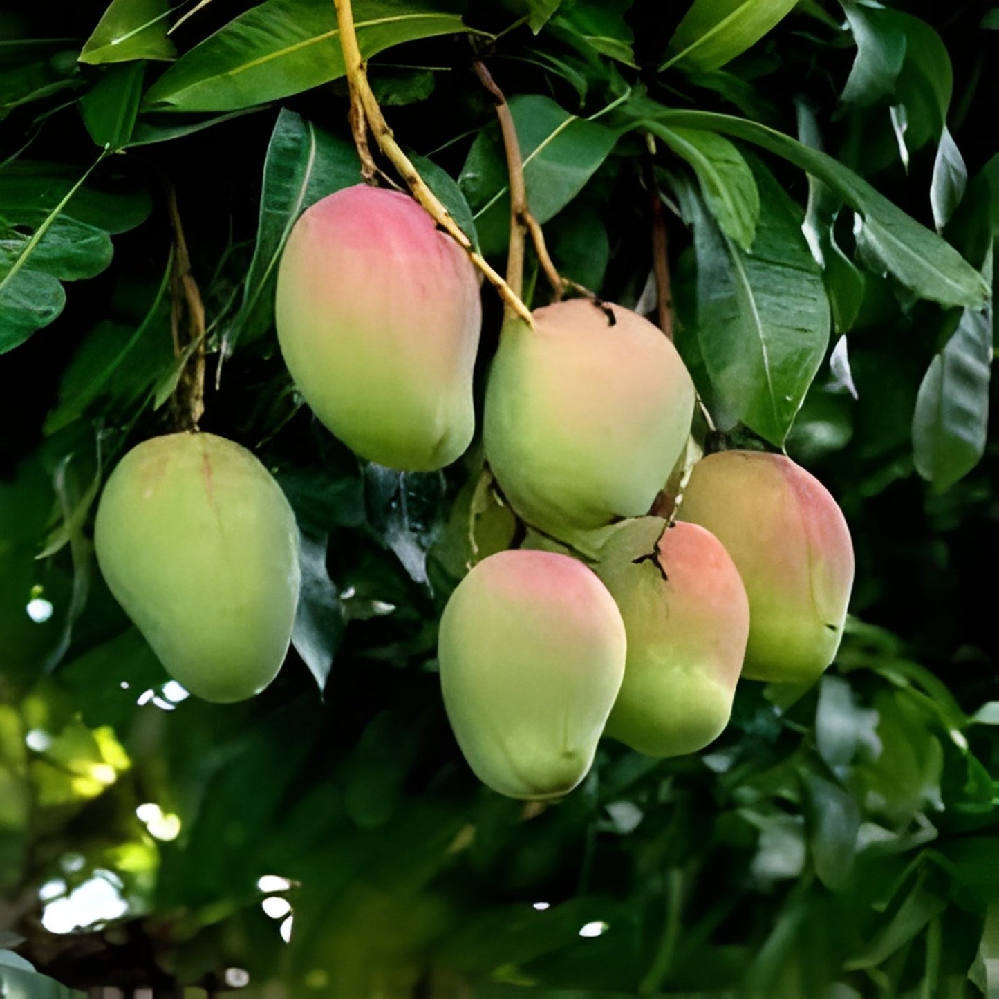 Mango Tree Scions – Orange Sherbet, Madam Francis, Chausa – Tropical Fruit Tree Propagation for Garden and Orchard