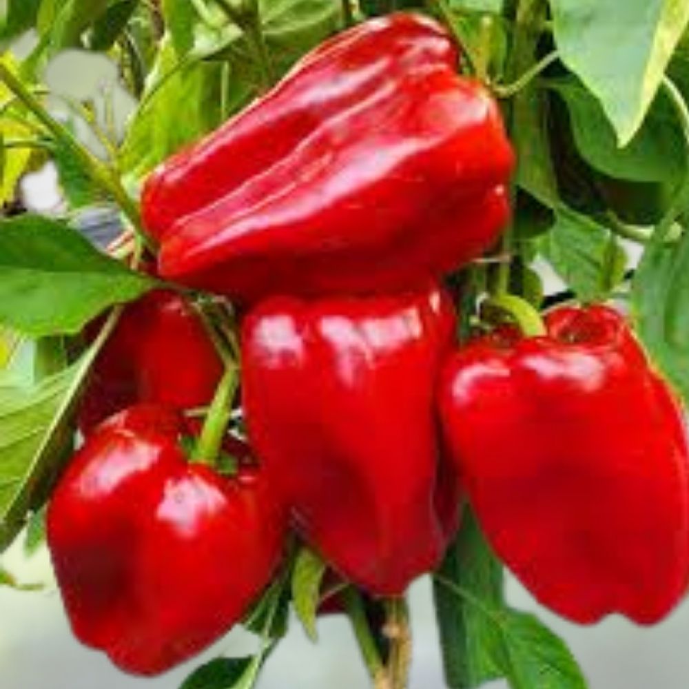 Organic Redskin Sweet Bell Pepper Seeds 20 Pack Non-GMO USA Grown Capsicum annuum