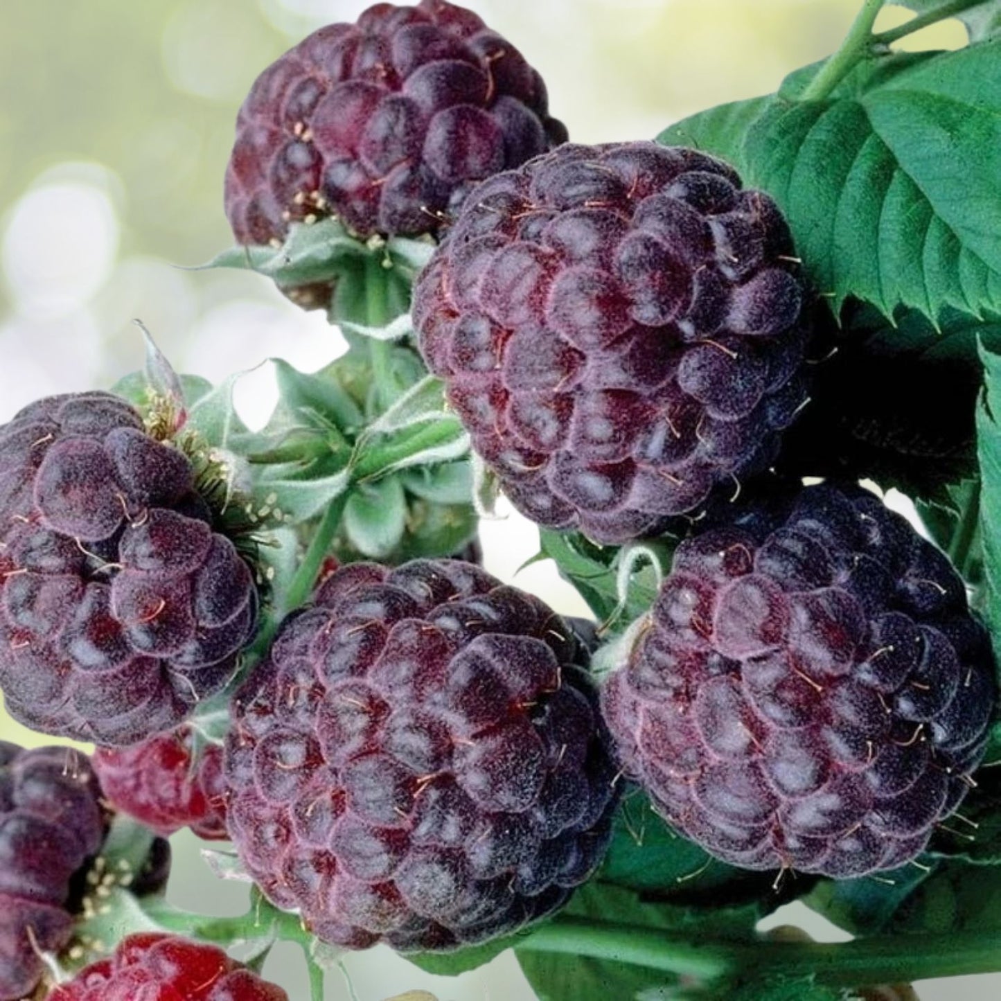 Glencoe Purple Raspberry Plant - Organic Live Rooted Starter - Rubus idaeus - Zones 4-9