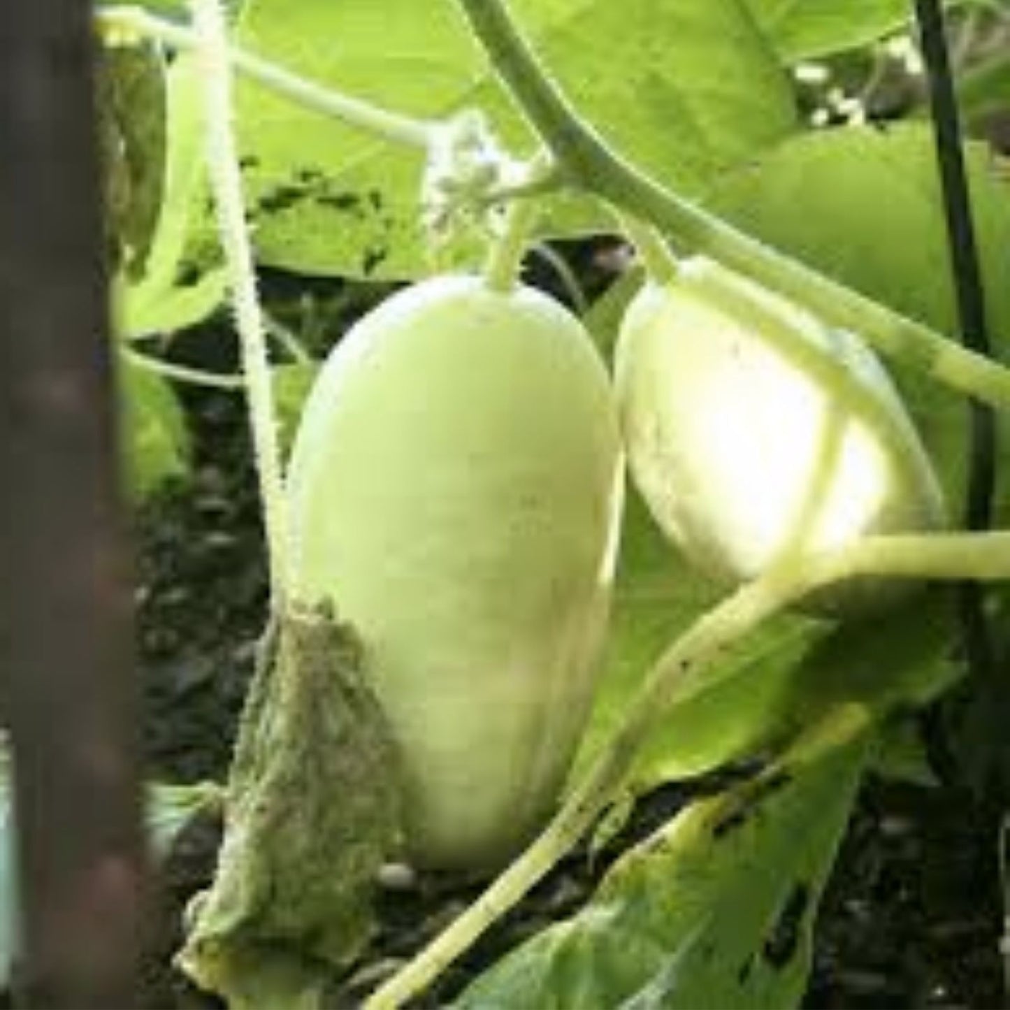 Dragon Eggs Seeds 30 Count – White Cucumbers Cucumis sativus Unique Home Gardening Variety
