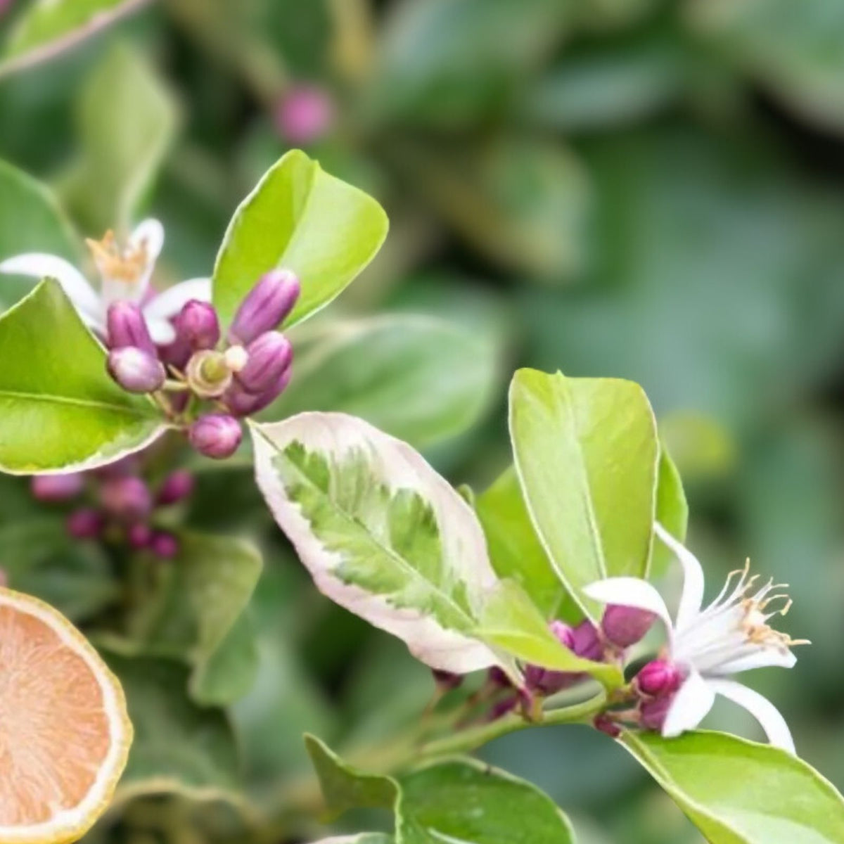 Variegated Pink Lemon Tree Grafted 1-2 Feet - Citrus Limon Variegatum - Unique Indoor/Outdoor Plant