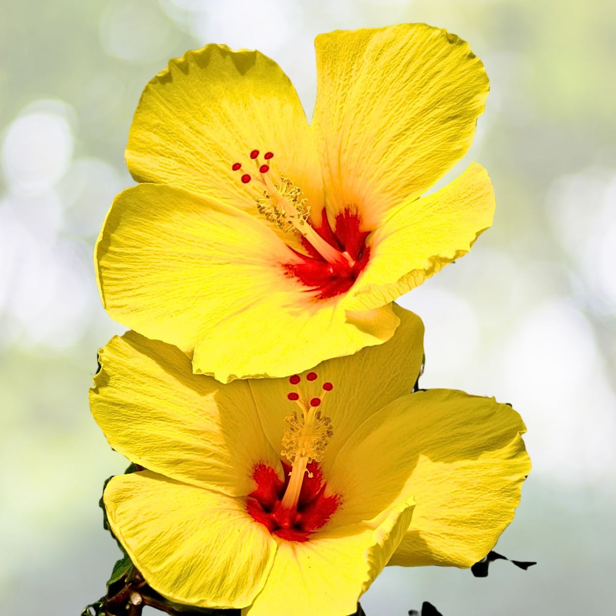 Yellow Hibiscus Cuttings 4 Pack for Rooting/Grafting - Hibiscus rosa-sinensis - Starter Plant Cuttings