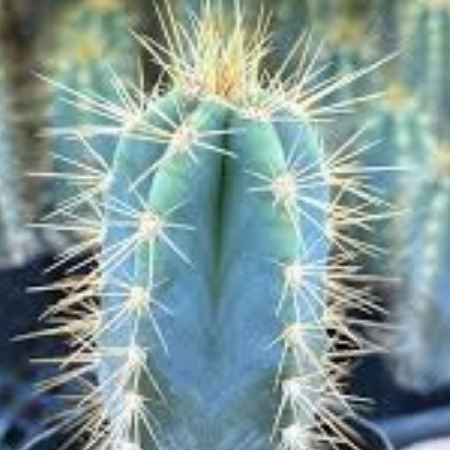 Blue Candle Cactus Cutting | Succulent Plant | Perennial Echinocereus triglochidiatus | Desert Cactus for Garden and Indoor Decor