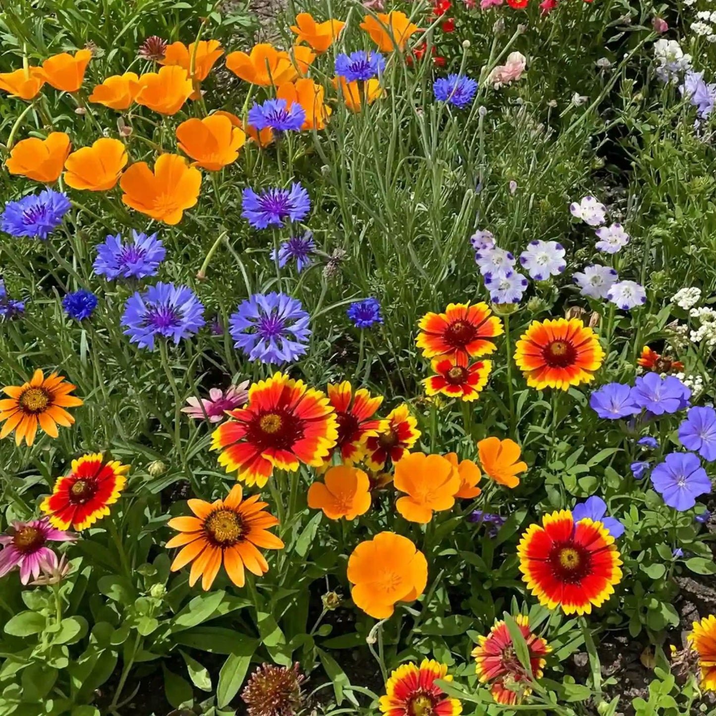 Wildflower Seed Mix 200 Seeds - Fairytale Blend - Native Flowers for Pollinators, Garden, Meadow Restoration