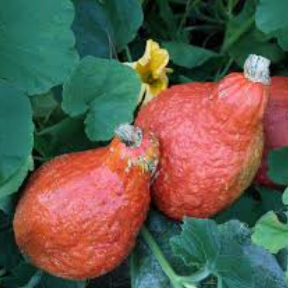 Golden Hubbard Winter Squash Seeds 10 Organic Cucurbita maxima USA Grown Heirloom Vegetable Garden