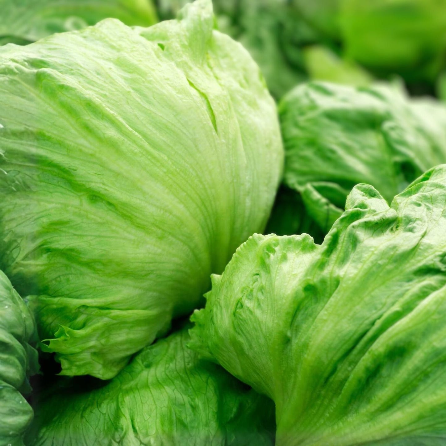 Iceberg Lettuce Seeds 1000 Count – Heirloom Non-GMO Organic Lactuca sativa for Fresh Salad Gardening