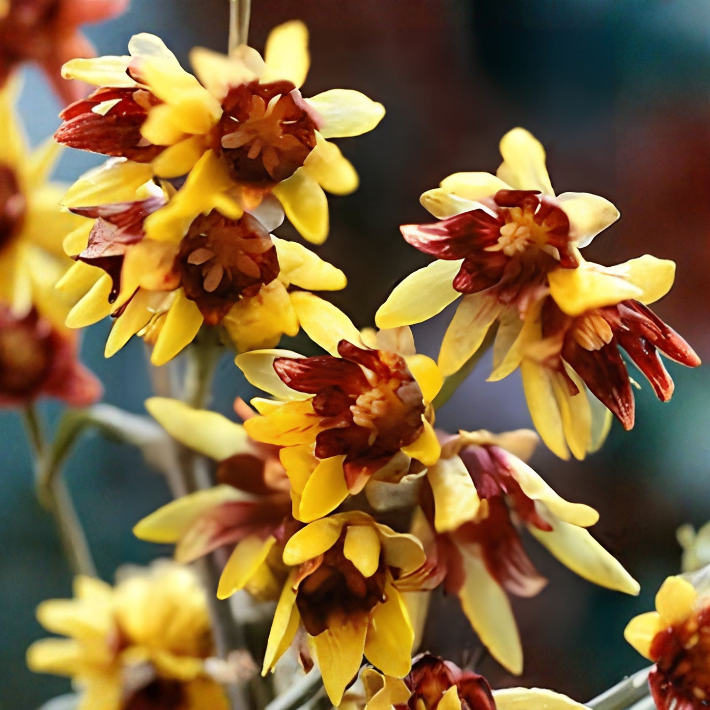 Wintersweet Seeds 10 Pack - Fragrant Winter Blooming Shrubs - Chimonanthus praecox - Garden Flowering Plant