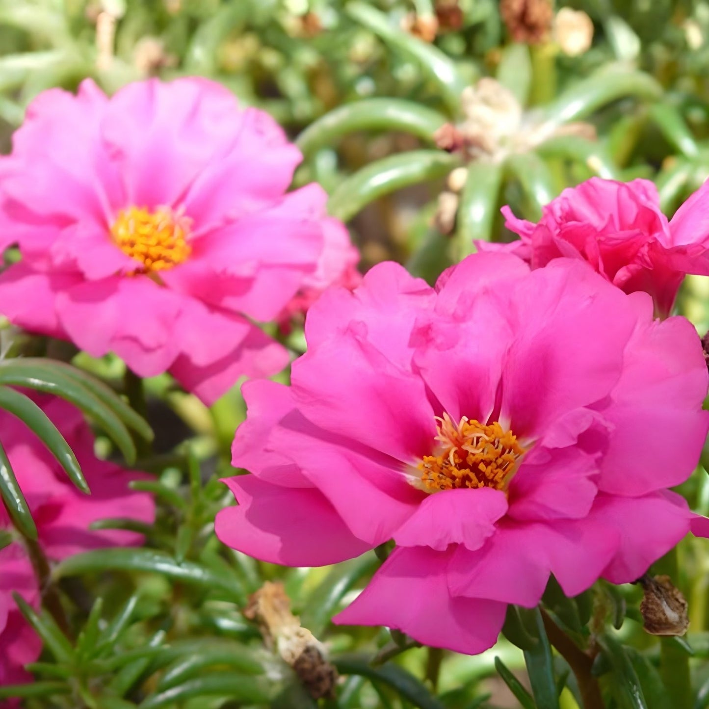 Hot Pink Double Bloom Cuttings - Unrooted Portulaca Moss Rose - 10 Pieces for Gardens and Pots