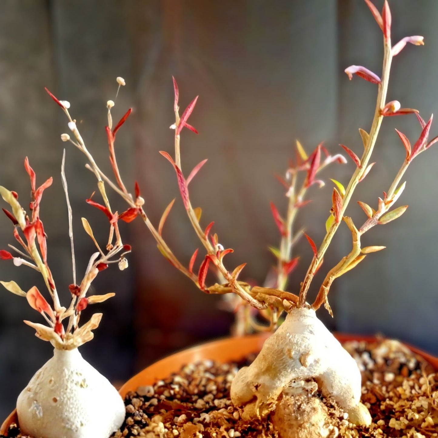 Monadenium Rubellum Caudex Bonsai Cactus Seeds - 10 Seeds, Unique Succulent for Indoor Gardening, Rare Plant Variety