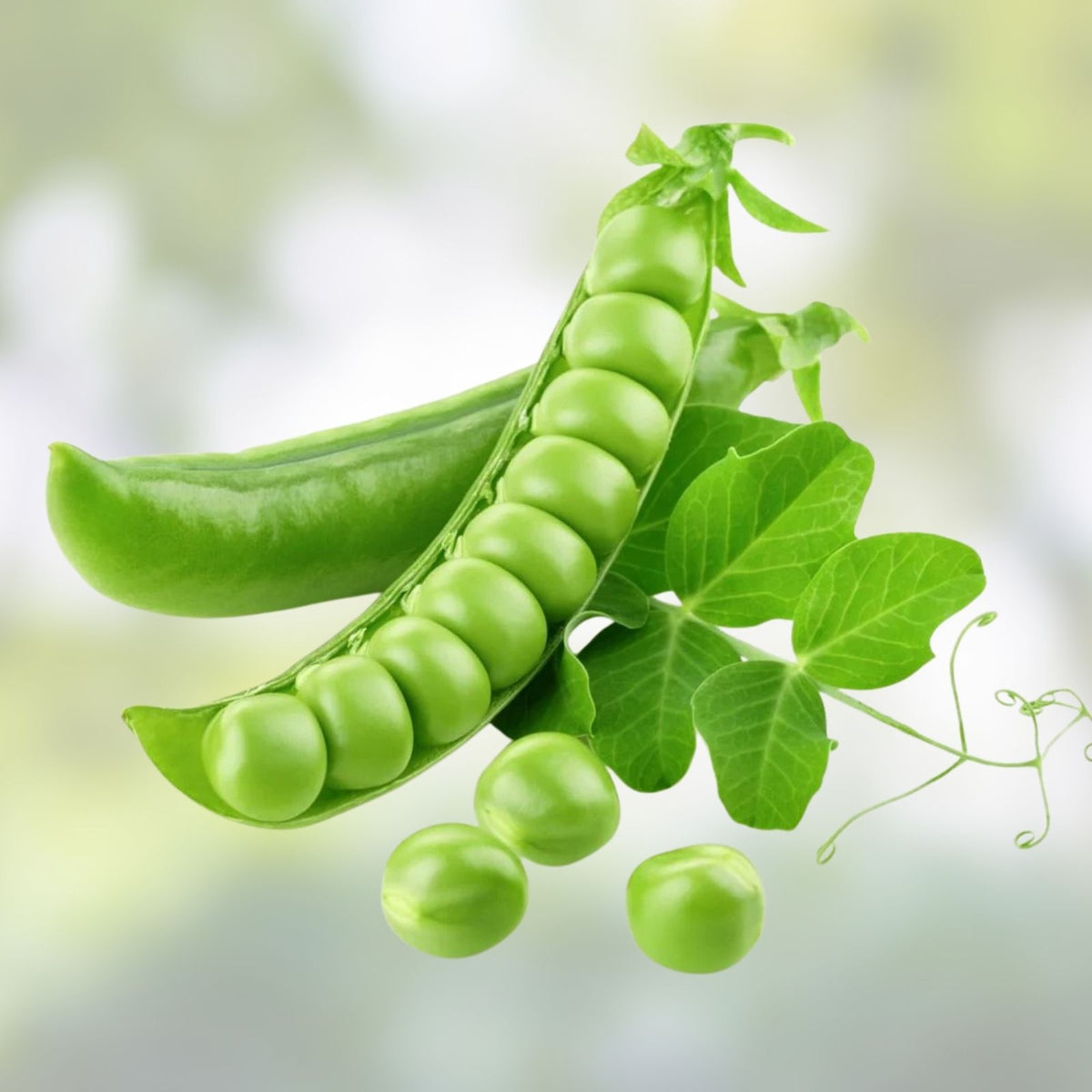 Heirloom Pea Seeds Early Alaska Variety 100+ Seeds Pisum sativum for Fresh or Canned Use