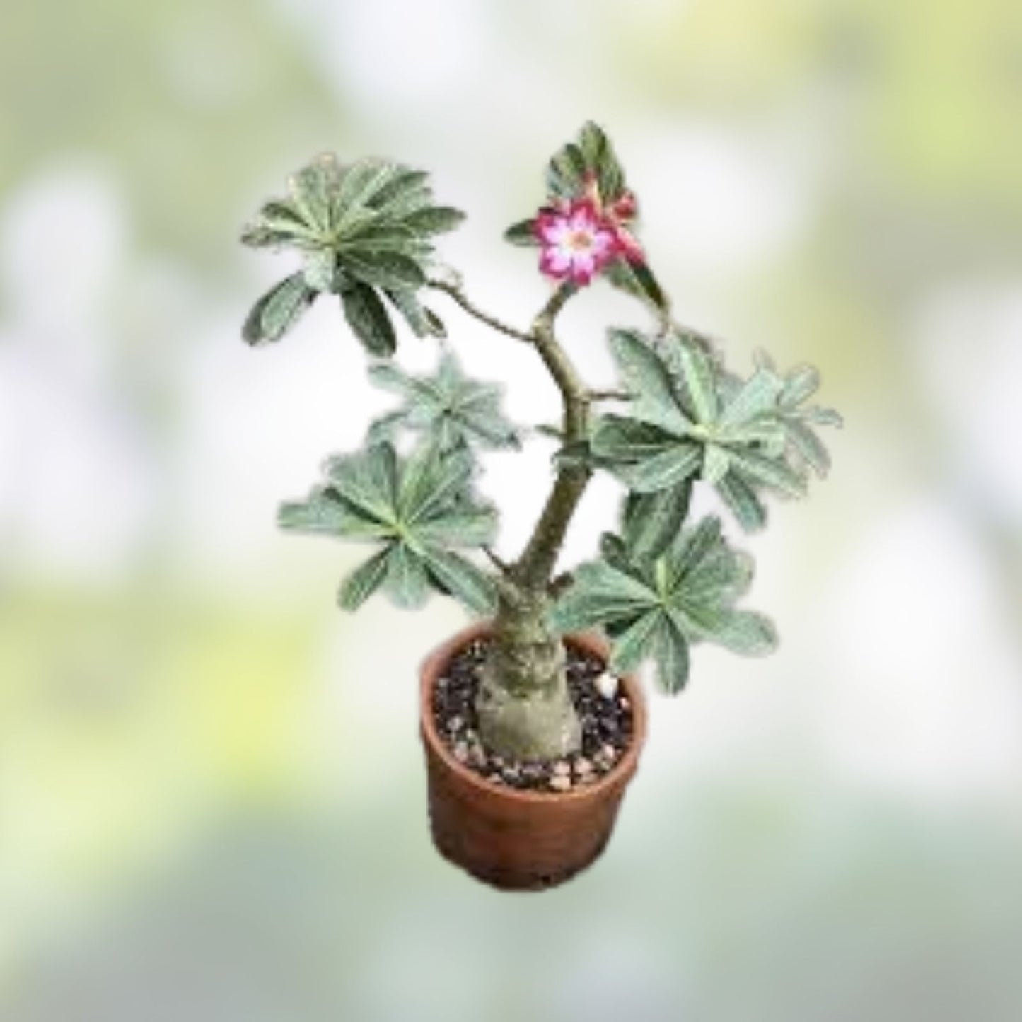 Hybrid Adenium Succulent 2.5" Rooted Plant, Rare Desert Rose, Adenium arabicum x A. socotranum