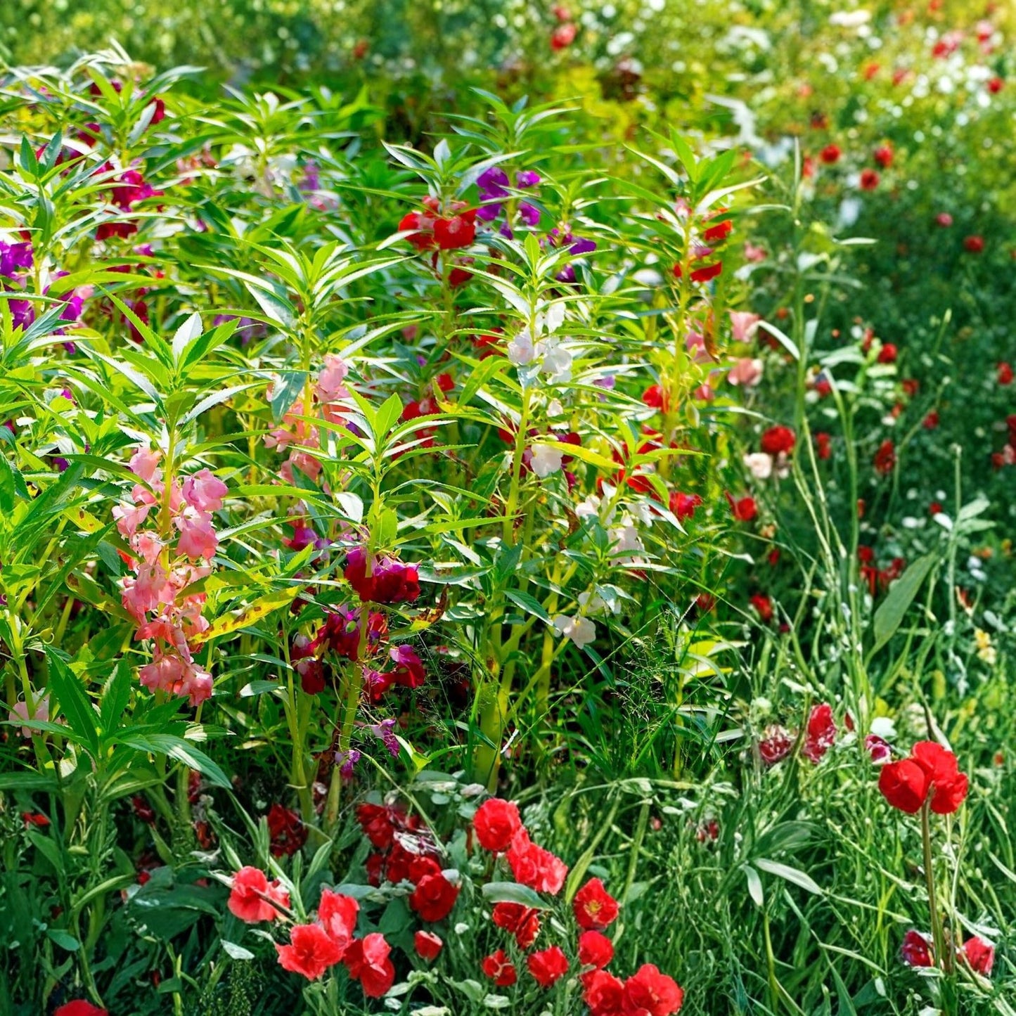 Balsam Seeds 75 Pack Impatiens Balsamina Flower Seeds Garden Patio Container Plant