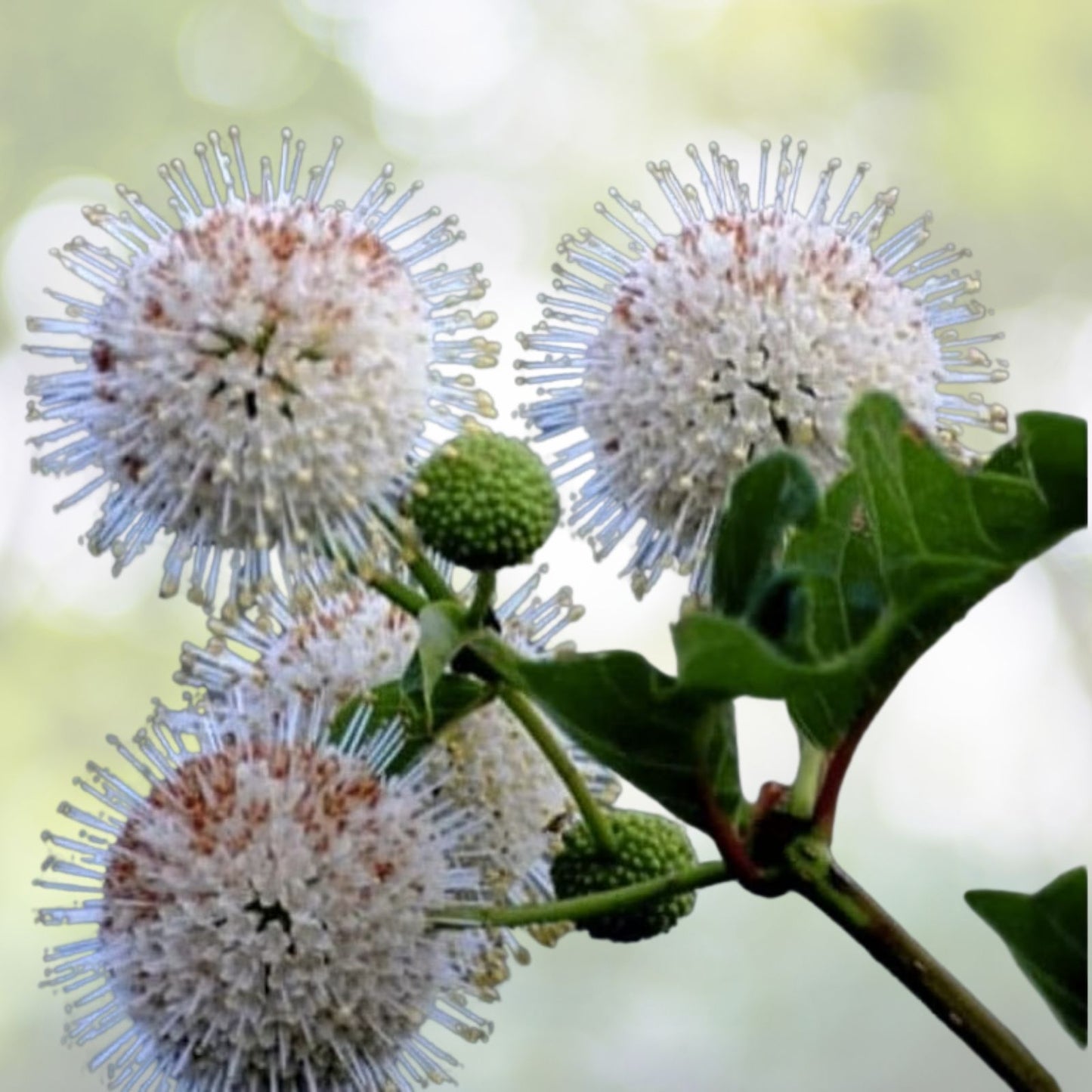 Buttonbush Seeds - 15+ Seeds - Ornamental Shrub - Cephalanthus occidentalis - Free Shipping