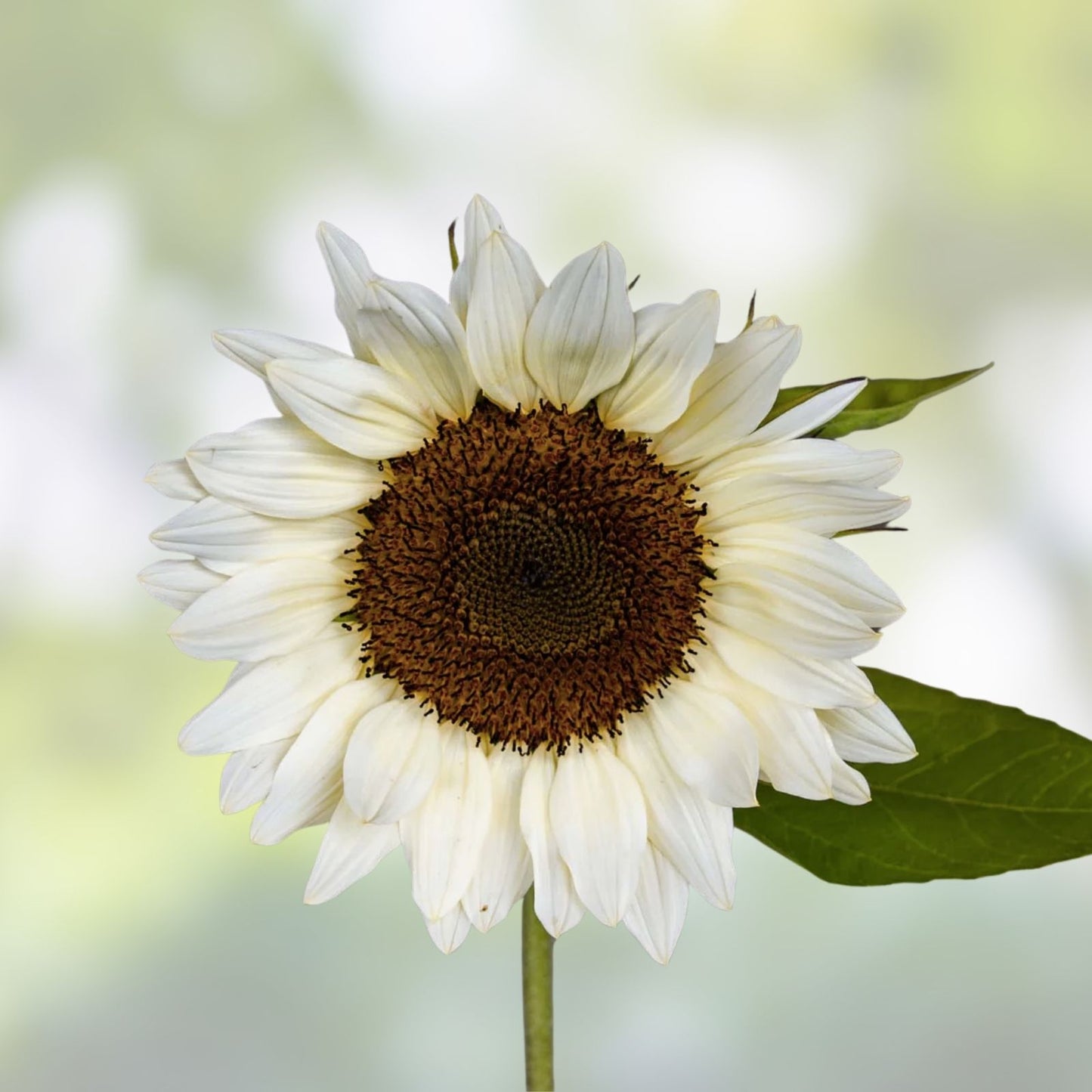 White Nite Sunflower Seeds - 20 Organic Helianthus annuus Seeds for Planting - USA Grown, Ships Free