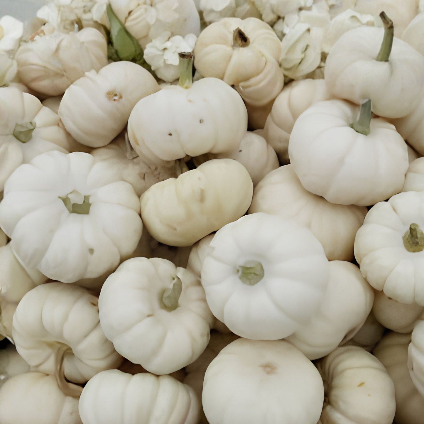 Mini White Pumpkin Seeds 10 Count, Heirloom Cucurbita pepo for Home Gardening, White Pumpkin Seeds, Organic, Decorative & Edible