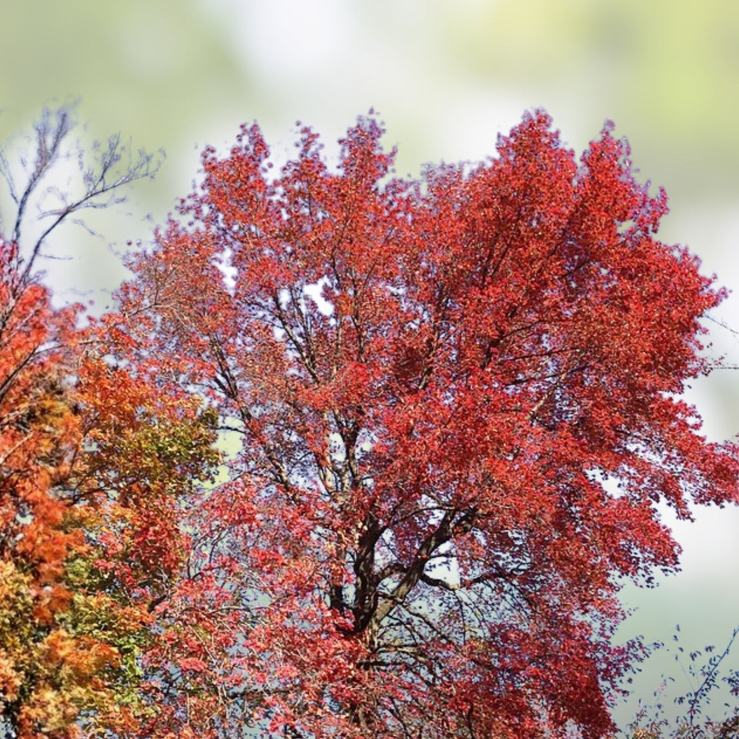 Live Blackgum Tree Plants Set of 2 | 16-24 Inches | Nyssa sylvatica Bare Root Hardwood Trees