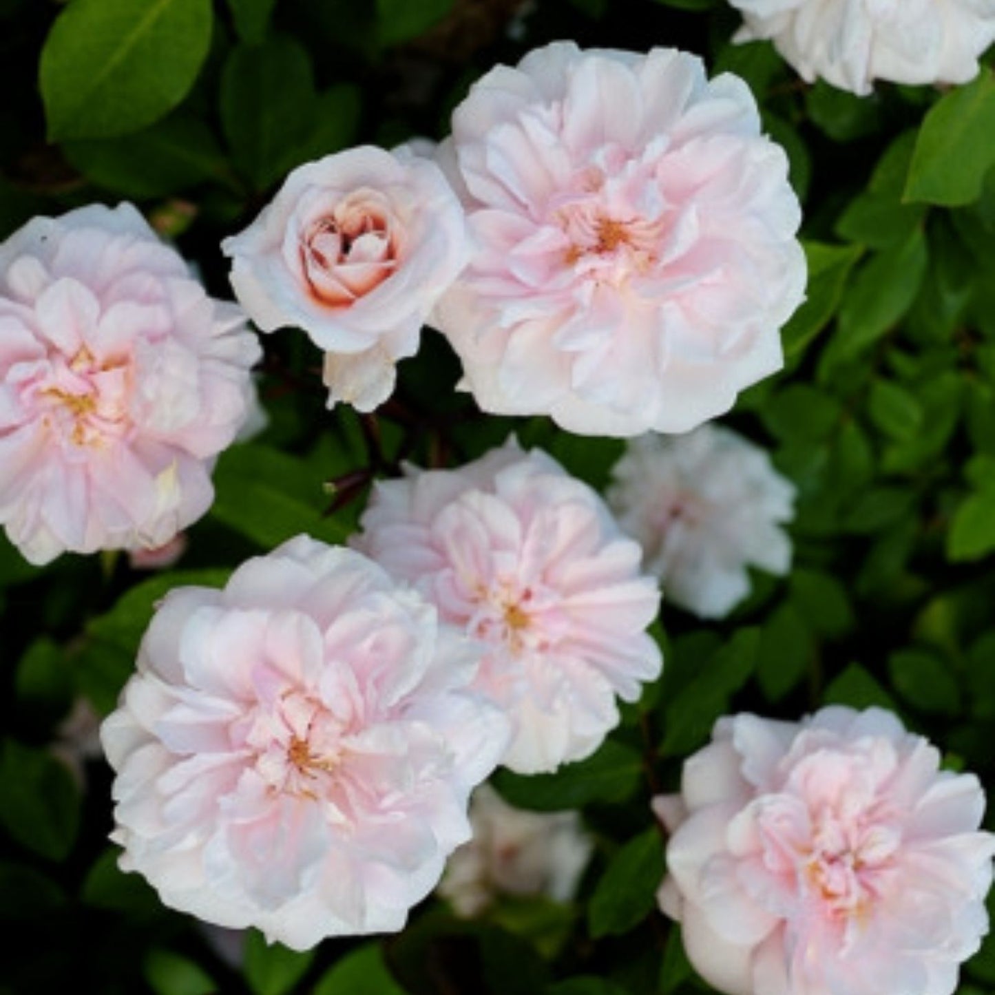 Cecile Brunner Rose Cuttings – 15 Premium Plant Cuttings for Bushes – Rosa 'Cecile Brunner' – Antique Climbing Rose Propagation