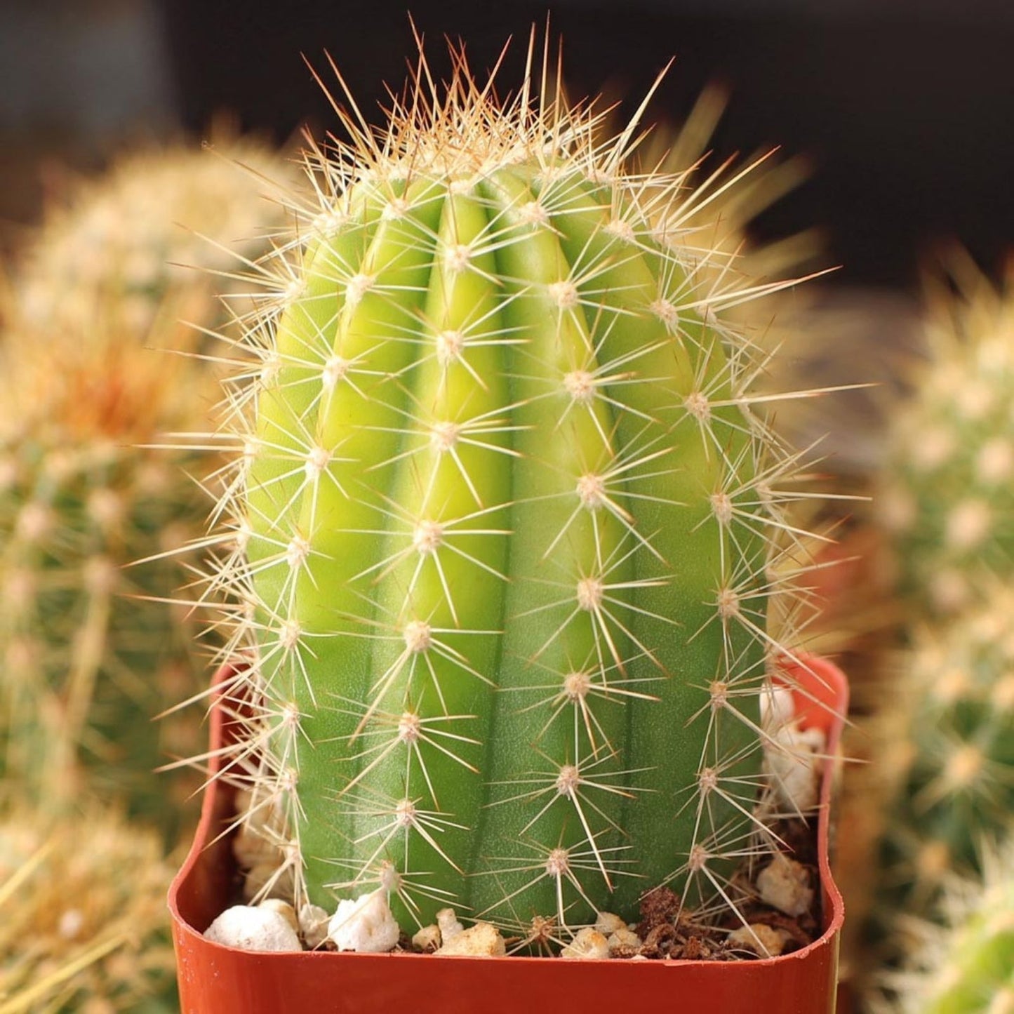 Echinopsis Hybrid Riverside Cactus Cutting – Large Unrooted 12"x4" Echinopsis spp. Succulent for Sale