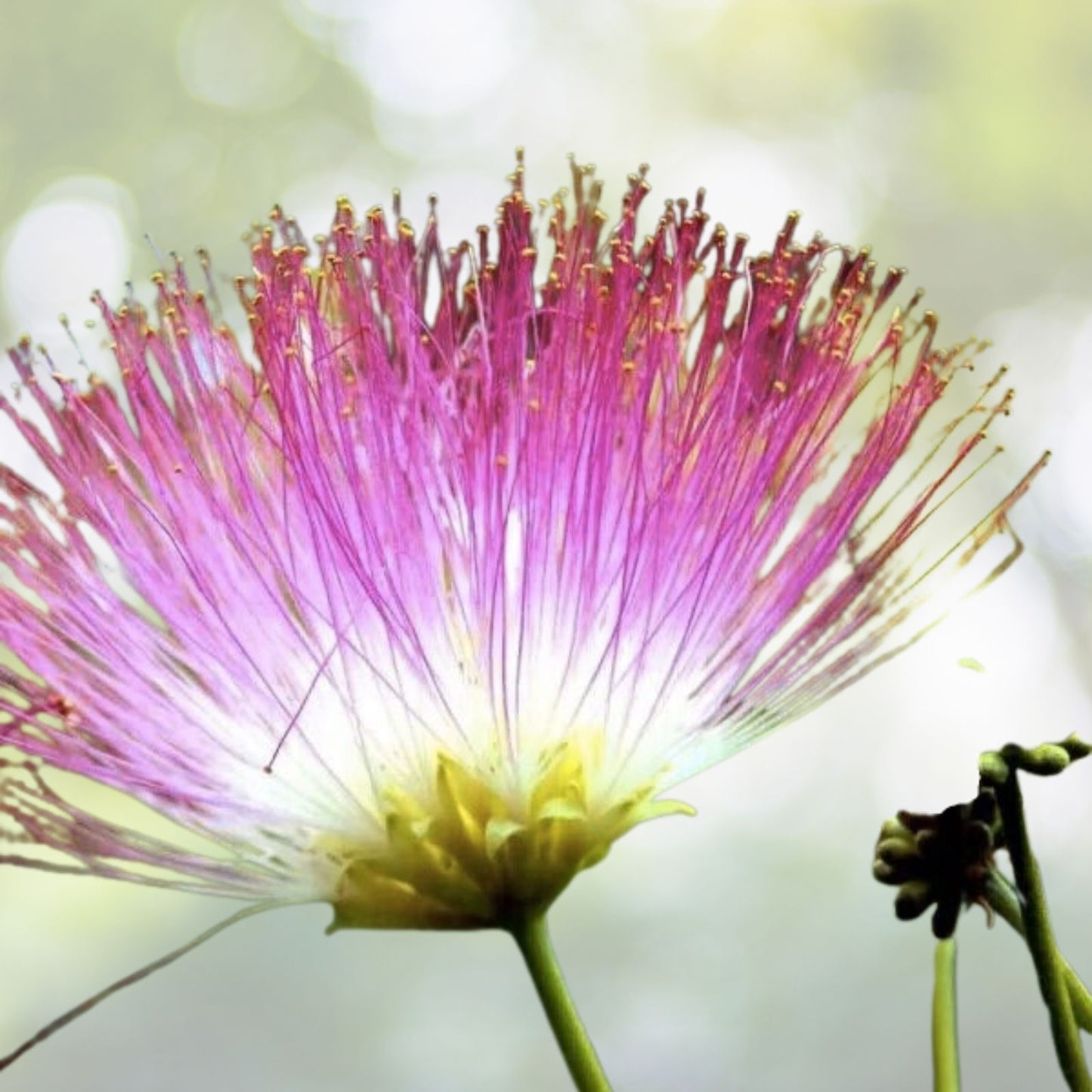 Silk Tree Seeds | 30 Pre-Stratified Exotic Ornamental Seeds | Albizia julibrissin