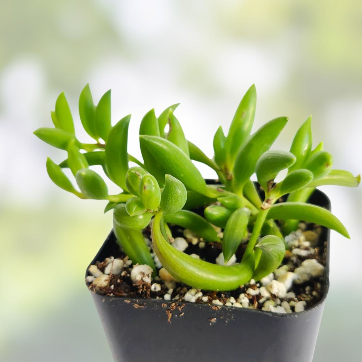 String of Bananas Succulent Plant, Live Senecio Radicans, Indoor Houseplant, Trailing Greenery, Easy Care, Buy 2 Get 1 Free