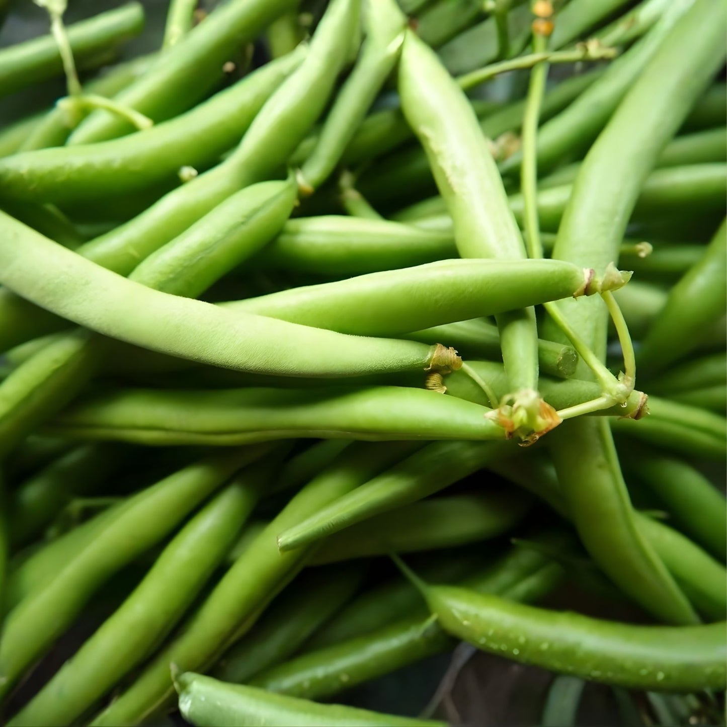 Bush Bean Seeds 100+ Non-GMO Topcrop Variety Phaseolus vulgaris Vegetable Seeds for Home Garden Planting