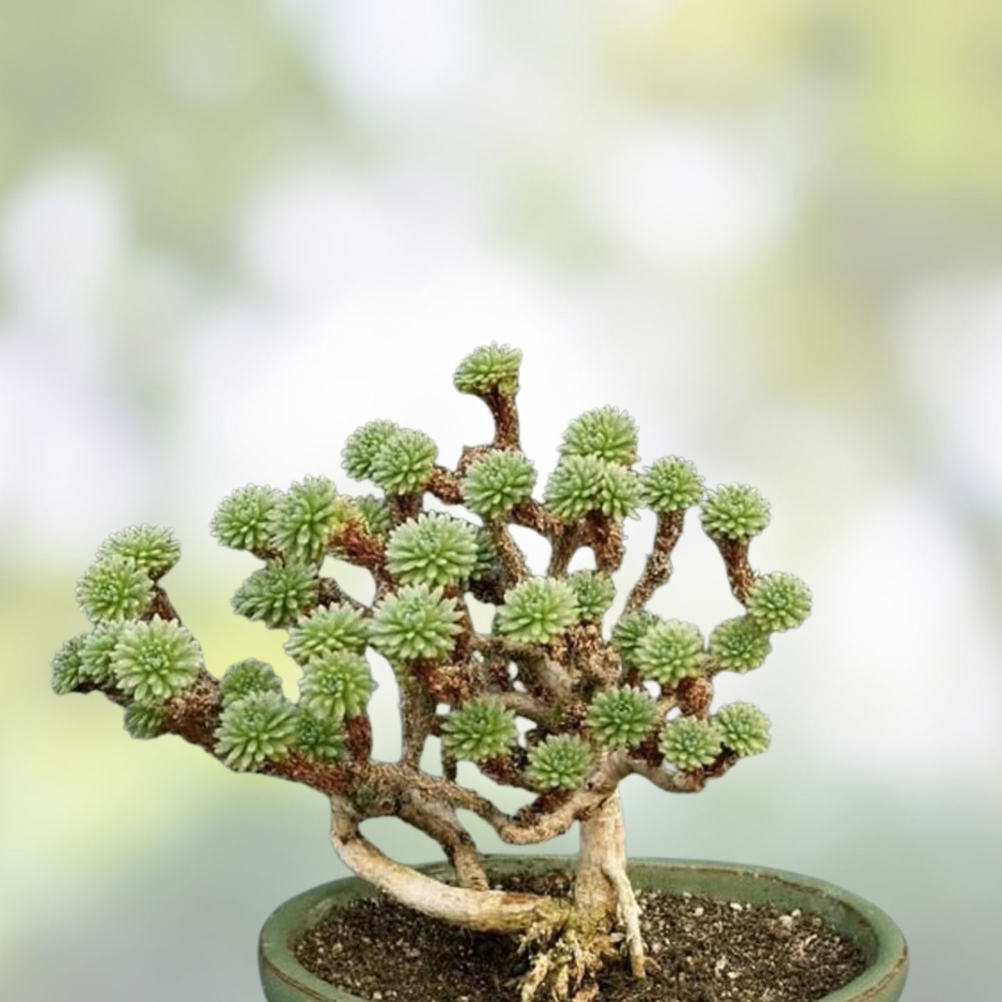 Joshua Tree Bonsai Seeds 10 Pack Yucca brevifolia Drought Tolerant Indoor Plant Starter Seeds