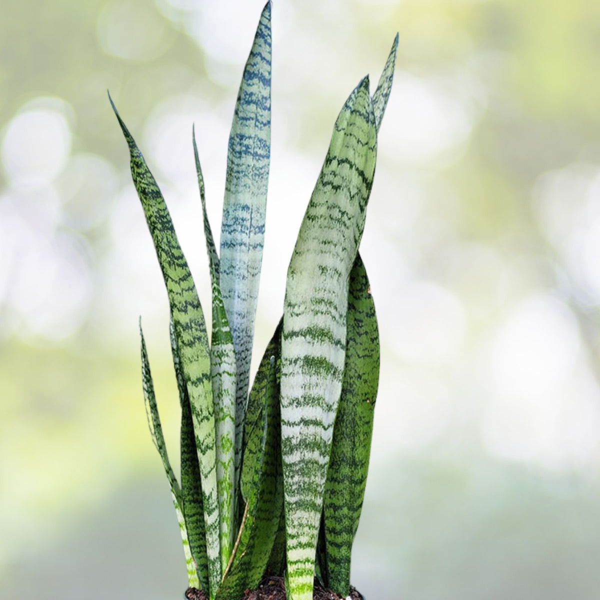 Sansevieria Wintergreen 'Snake Plant' 3 Gallon Pot - Air Purifying Low Maintenance Indoor Plant - Sansevieria trifasciata
