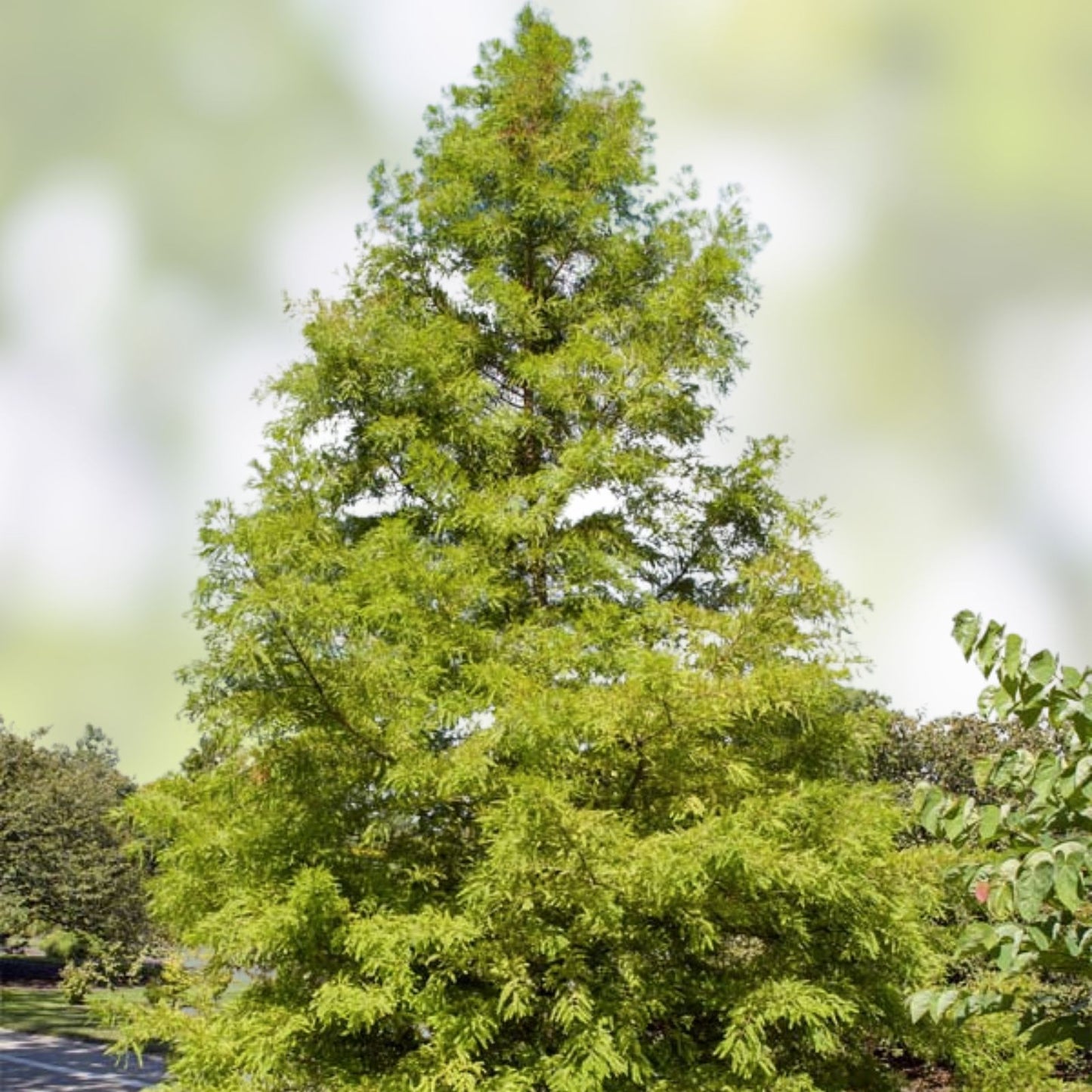 Bald Cypress Tree Seedlings 1-2ft Taxodium distichum Wetland Tree Live Plant No Ship to California