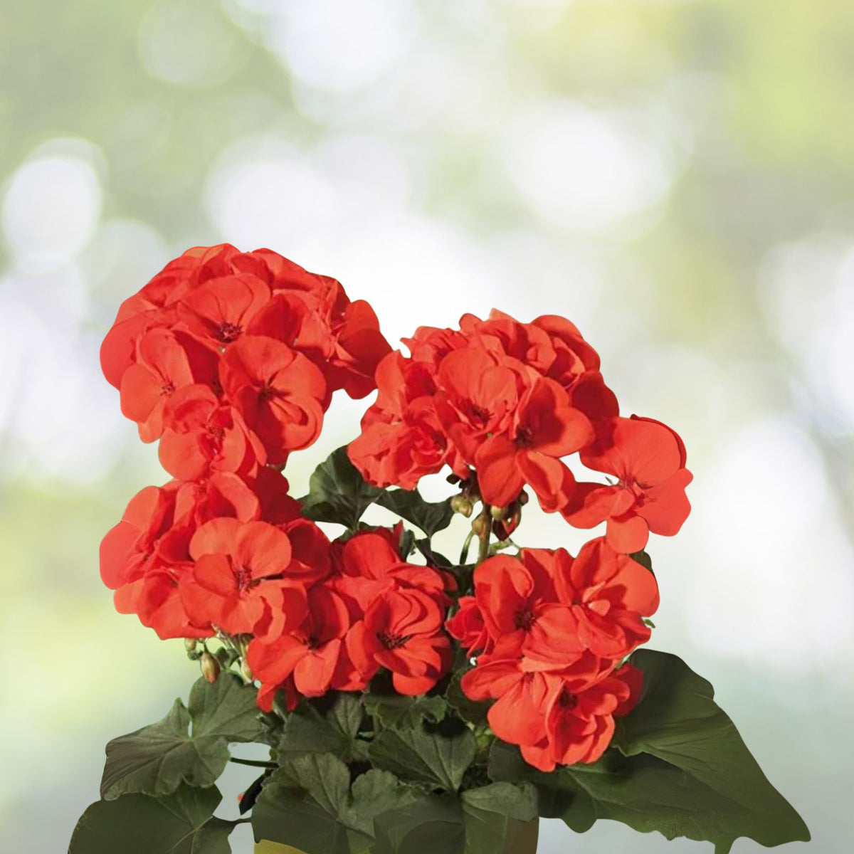 Orange Red Pelargonium Zonal Geranium Live Plant Starter Cuttings 5" x 6" - Pelargonium zonale