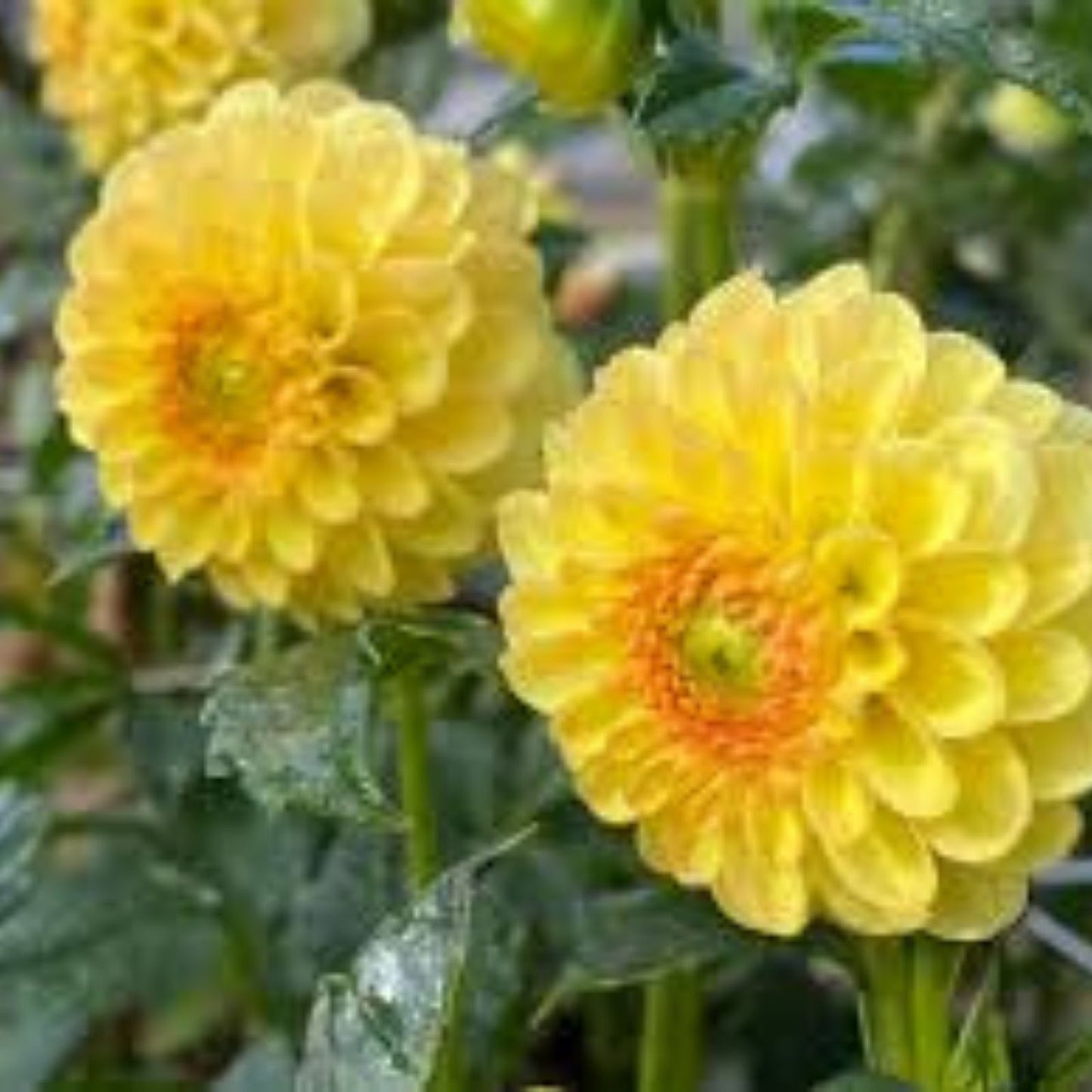 Dahlia Tubers 3 Large "Golden Torch" Ball Variety for Planting - Dahlia pinnata - Bright Yellow Flowers