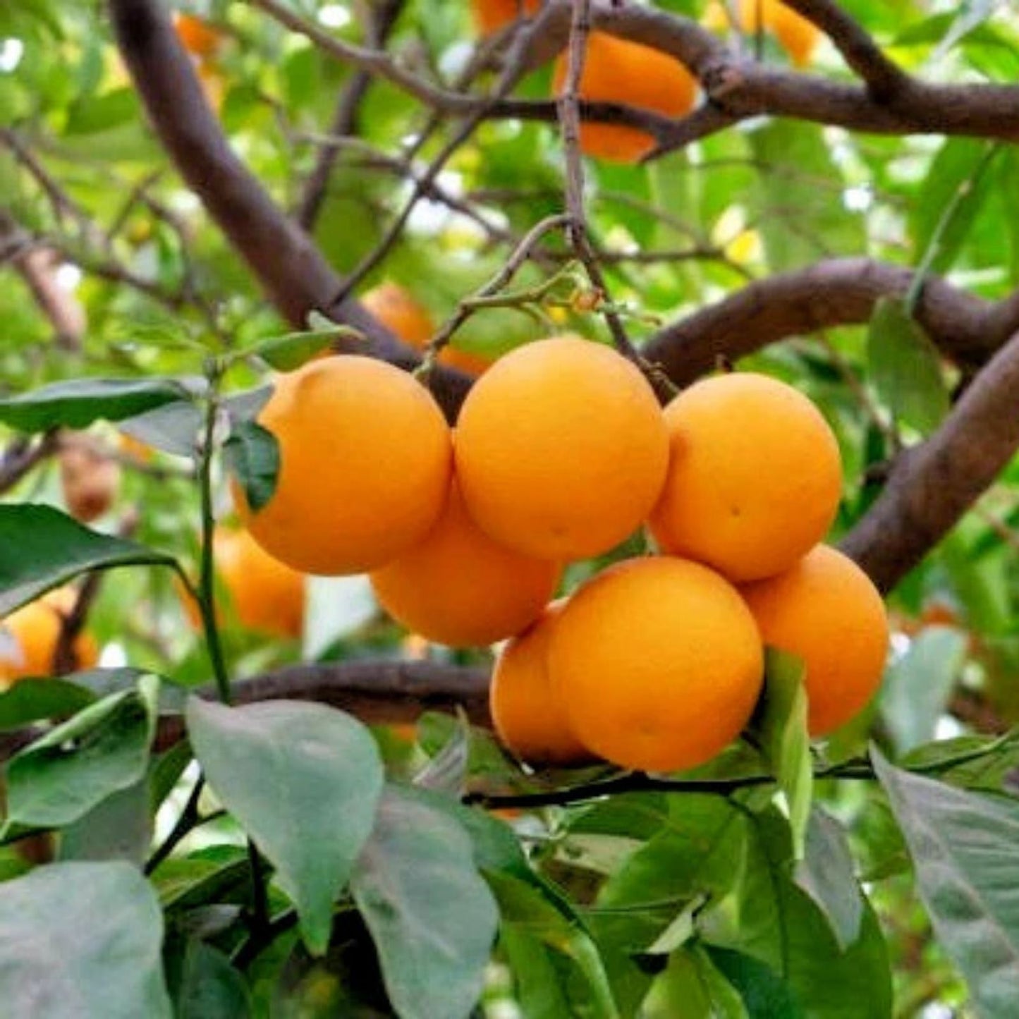 California Navel Orange Scions Cuttings 6-8 inches for Grafting Citrus sinensis Orange Tree Propagation