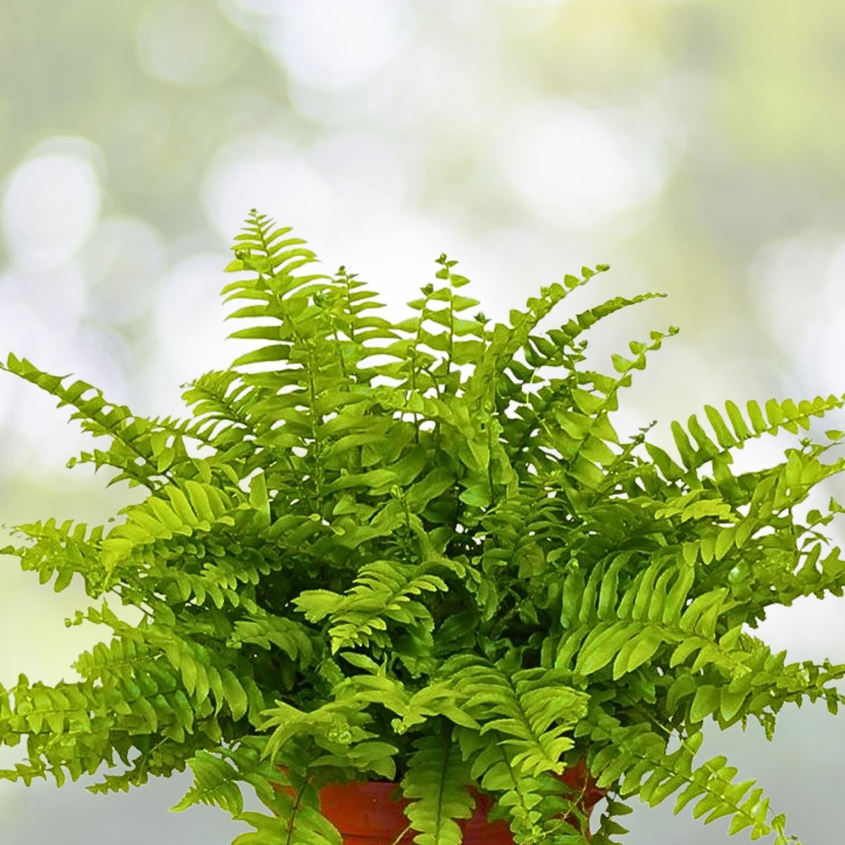 Boston Sword Fern Bundle 12 Live Plants Nephrolepis exaltata Bare Root Air Purifier Green Indoor Outdoor Organic Gardening