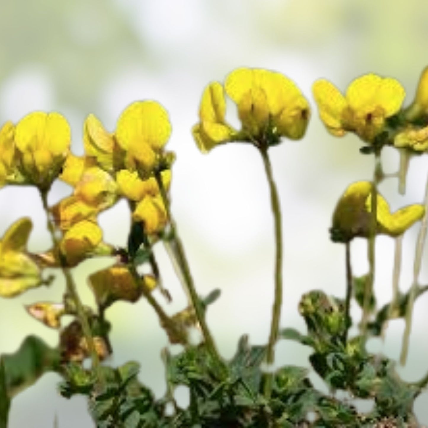 Birds Foot Seeds 500 Pack - Lotus Corniculatus Wildflower Seeds - Fast Growing Exotic Flower Seeds for Garden and Landscaping