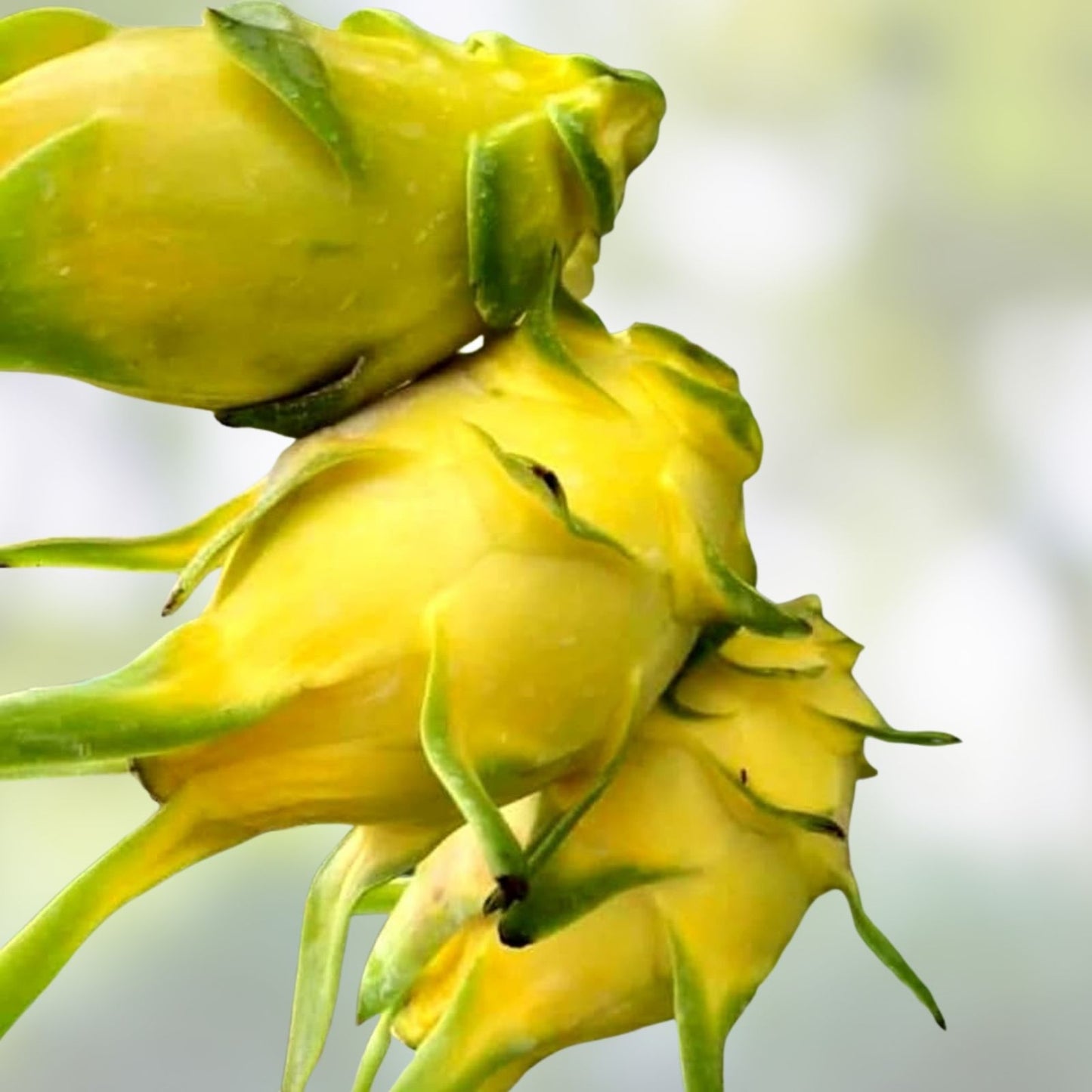 Israeli Yellow Dragon Fruit Cutting - 6-10 Inch Pitaya - Hylocereus megalanthus - Edible Fruit Plant, Cactus, Succulent
