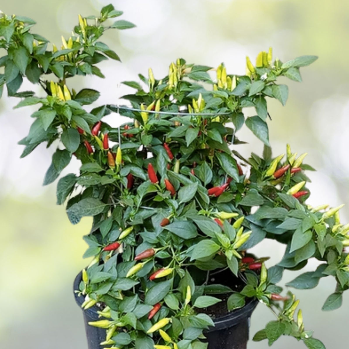 Bird's Eye Chili Pepper Seeds | Heirloom NON-GMO Hot Peppers | Capsicum annuum - Spicy Pepper Seeds for Gardening