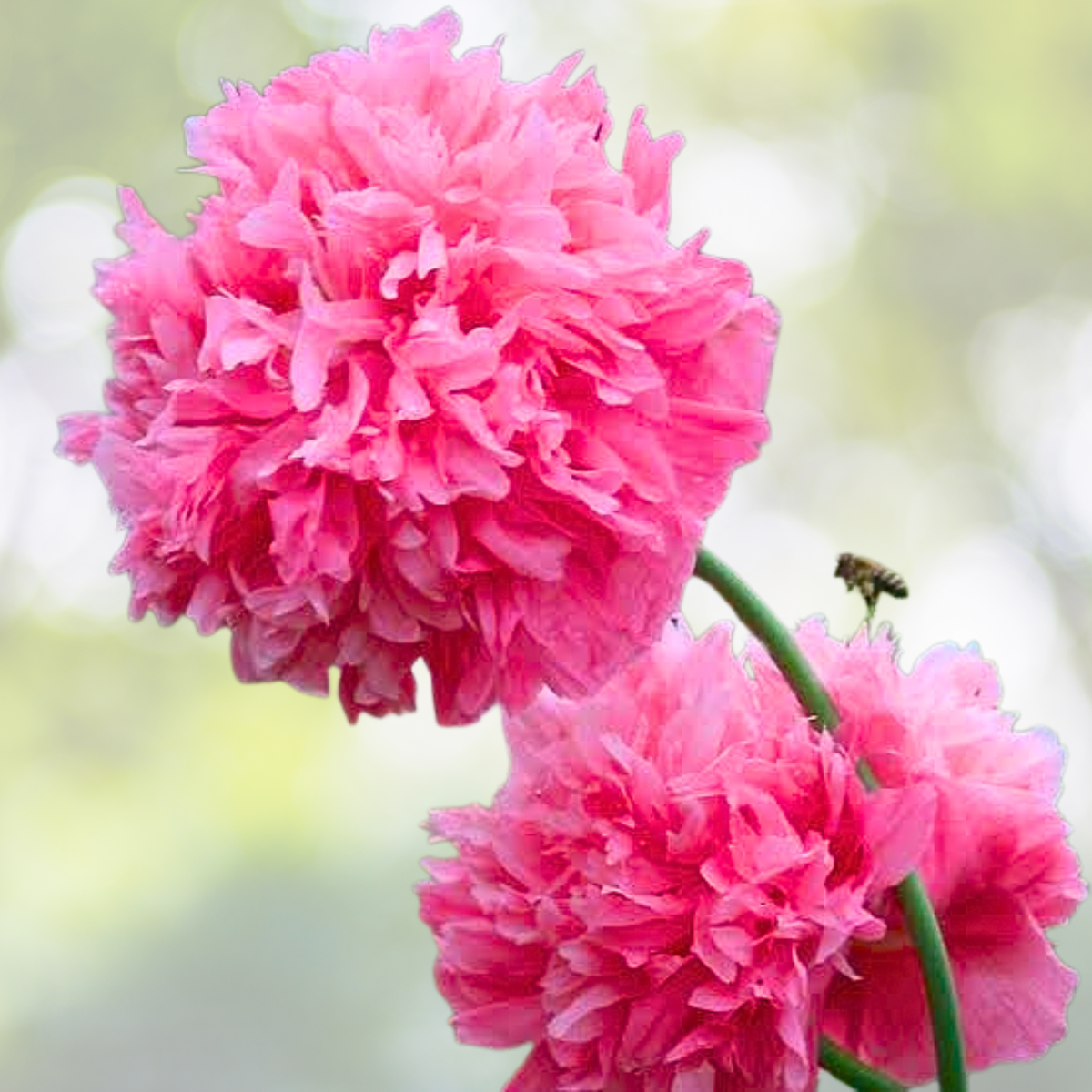Organic Poppy Seeds - 500 Large Pink Breadseed Pods - Peony Rose Variety - Papaver somniferum