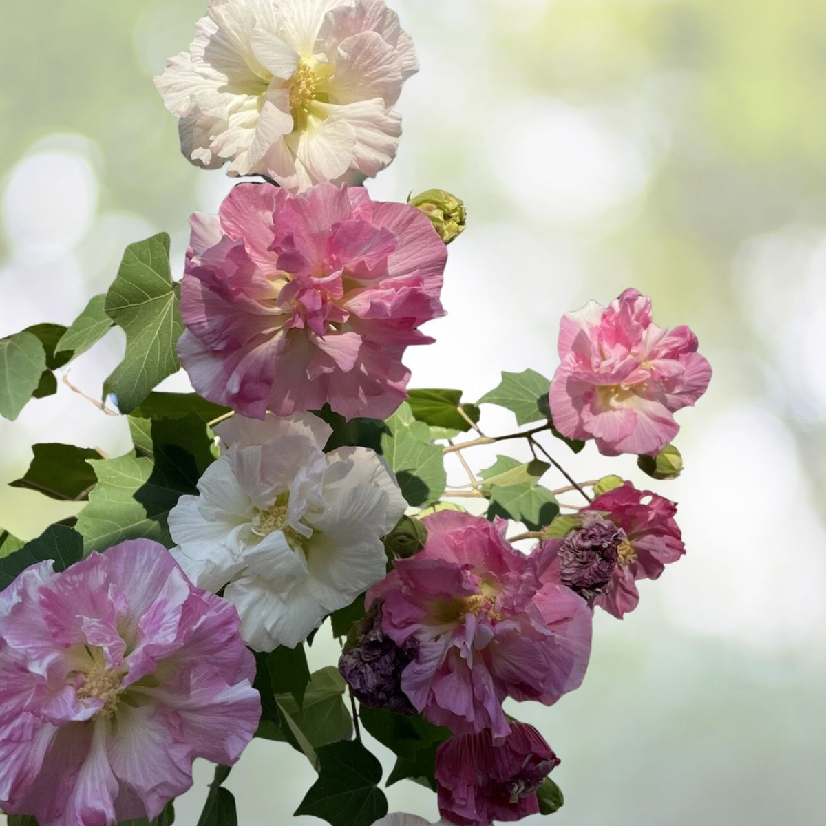 Rooted Confederate Rose Plants - Hibiscus mutabilis Dixie - Summer Blooms πΈπΊ