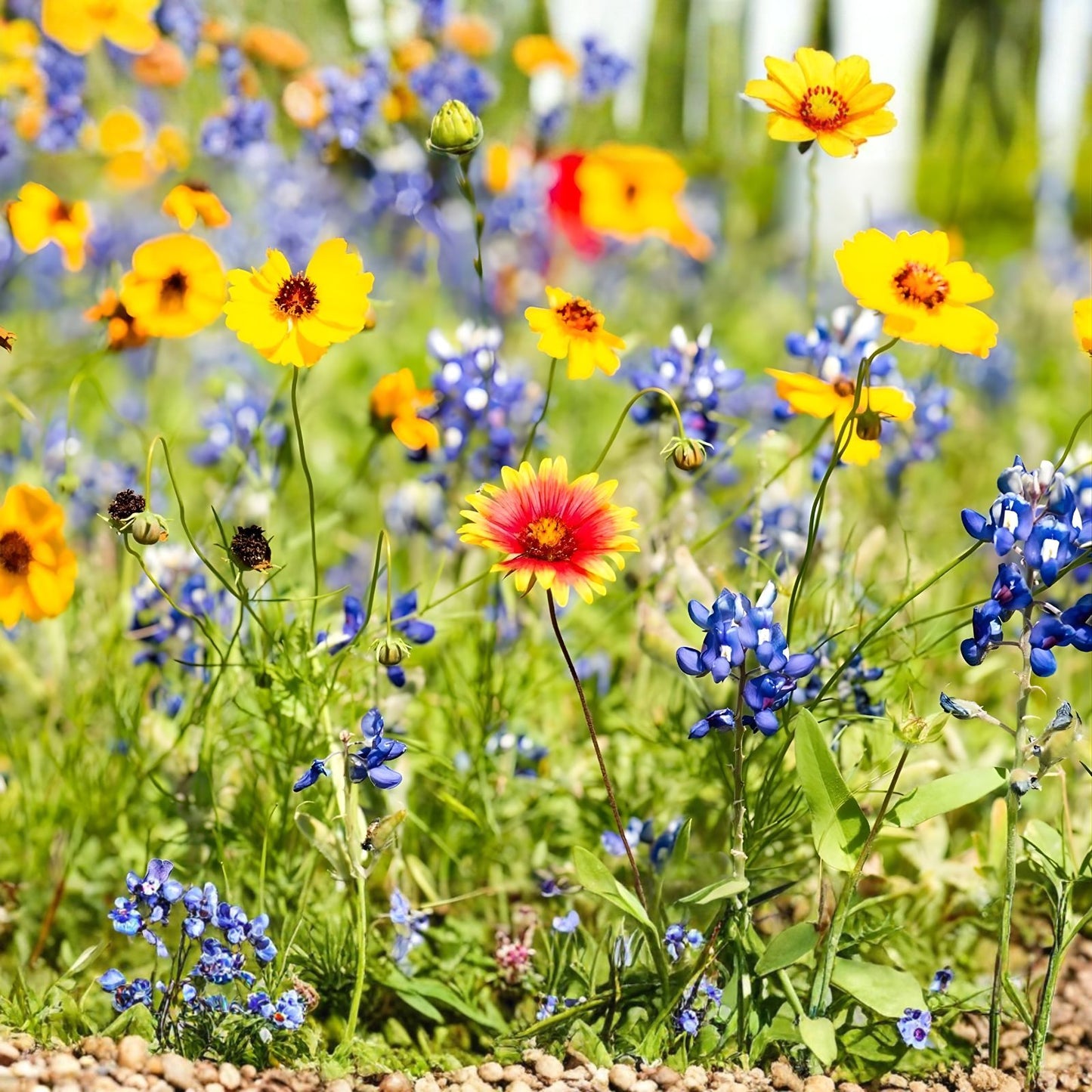 Wild Flower Mix Seed Packet – Open-Pollinated Bulk Flower Seeds for Gardens – Various Colors
