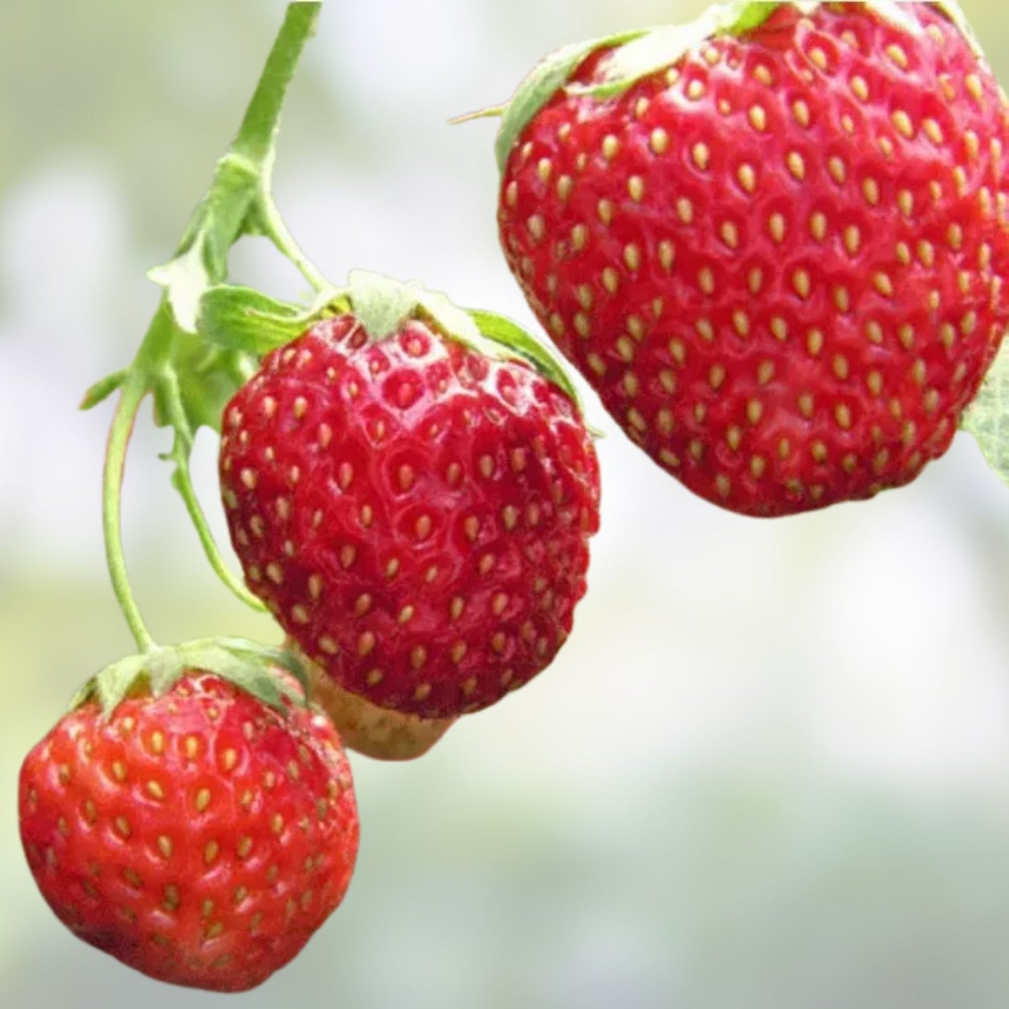 Eversweet Everbearing Strawberry Plants Set of 6 Live Bare Root, Disease Resistant, Self-Pollinating, Zones 5-8