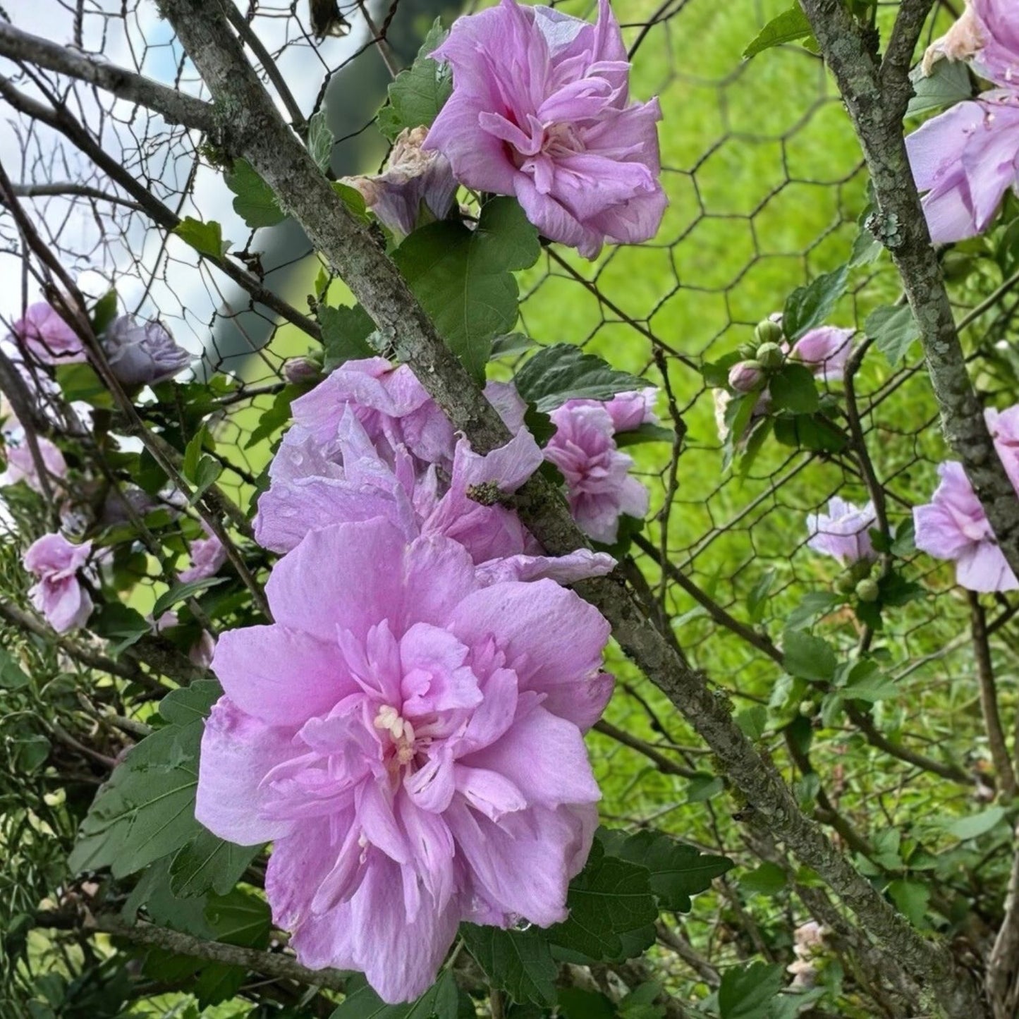 Unrooted Rose-of-Sharon Cuttings 5 Pack Lavender Double Hibiscus syriacus Bush Shrub Tree