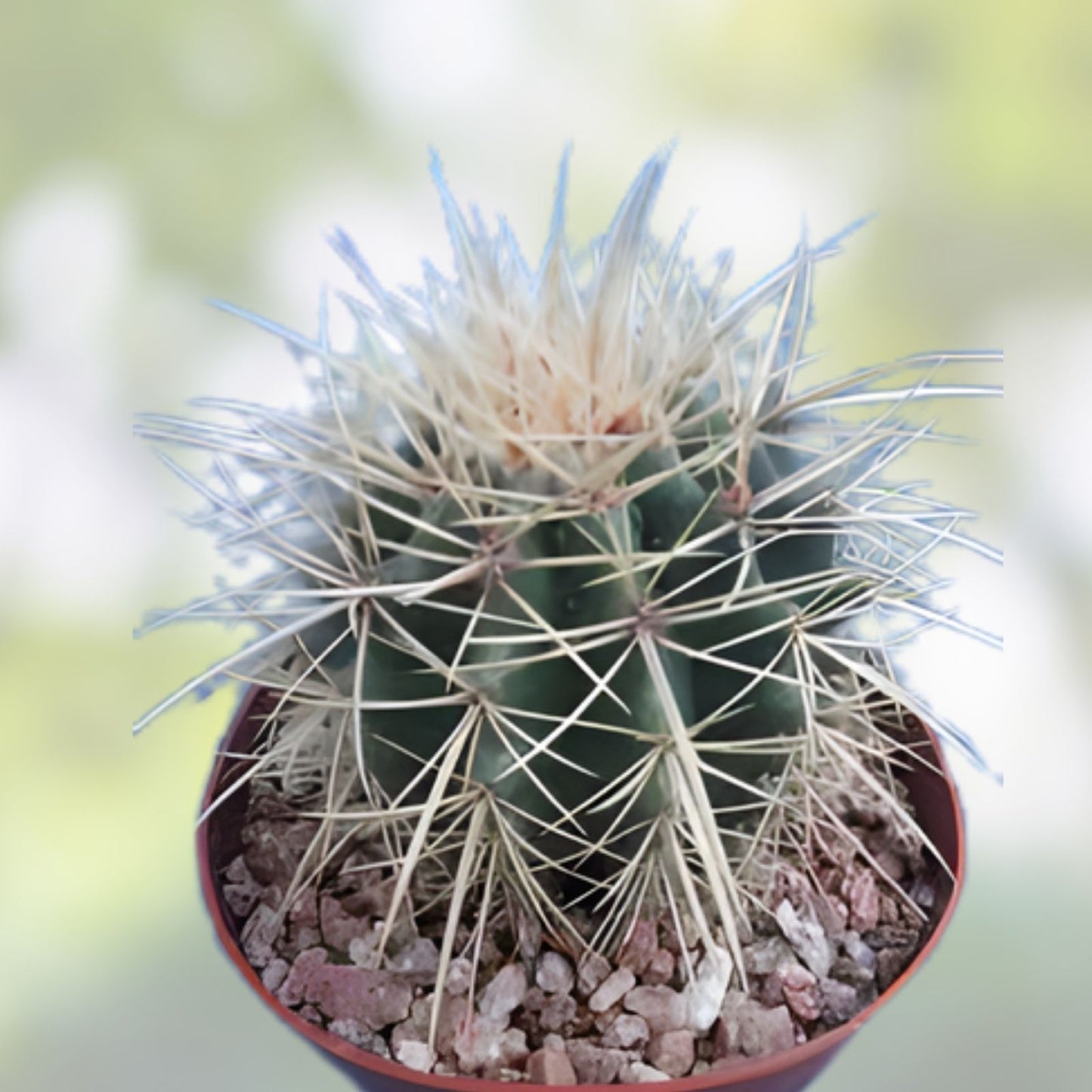 Echinocactus Grusonii x Ferocactus Gracilis Hybrid Barrel Cactus Live Plant – Unique Succulent for Indoor or Outdoor Decor