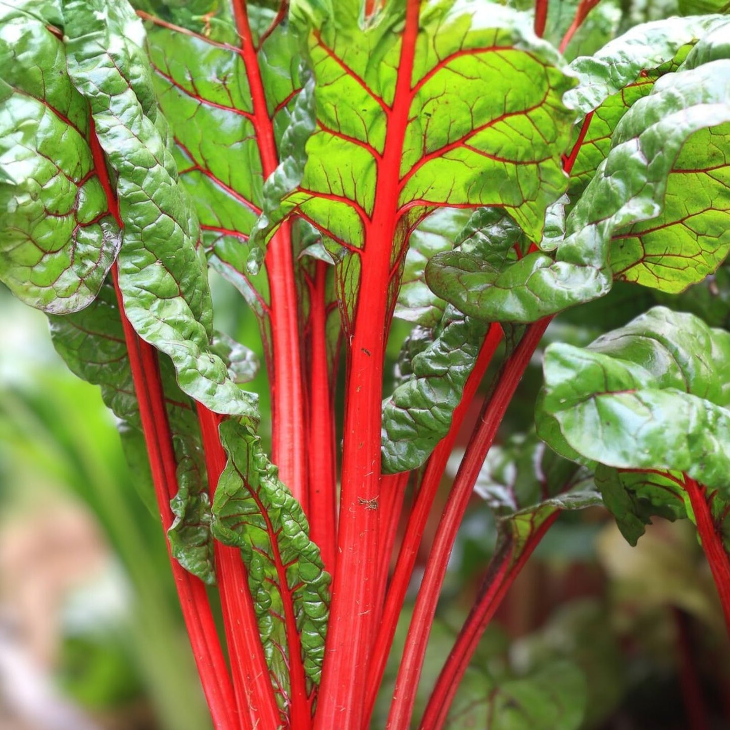 Heirloom Rhubarb Seed Pack – 1000 Non-GMO Organic Gardening Seeds – Swiss Chard Variety – Planting Seeds