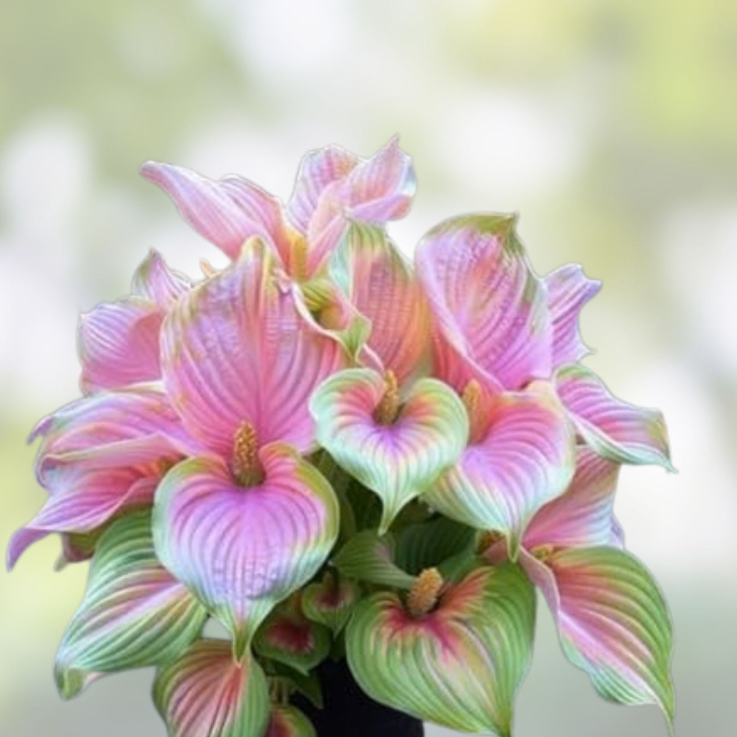 Caladium Bulbs 10 Pink Symphony Perennial Elephant Ears Colorful Foliage Plants for Garden or Container
