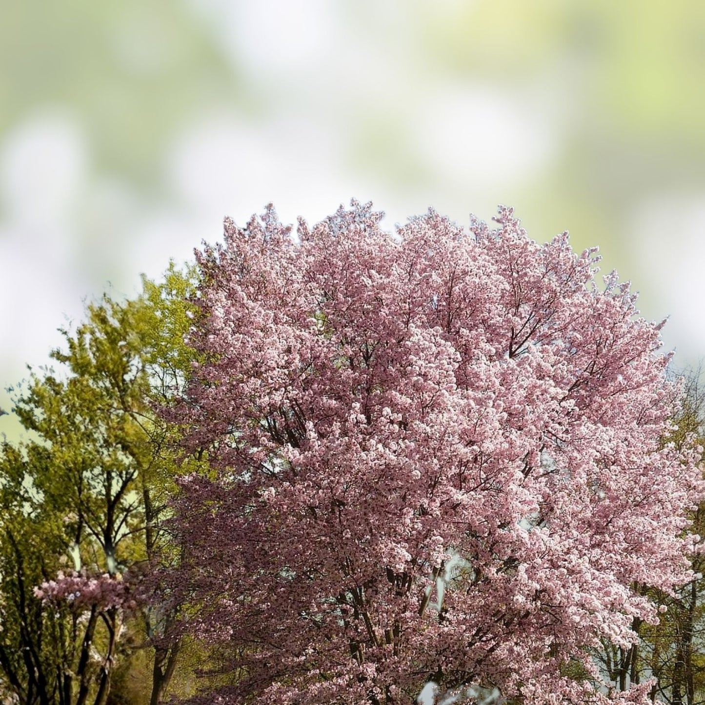 White Flowering Cherry Tree Seeds - 10 Pack - Prunus serrulata - Ornamental Landscaping and Garden Planting