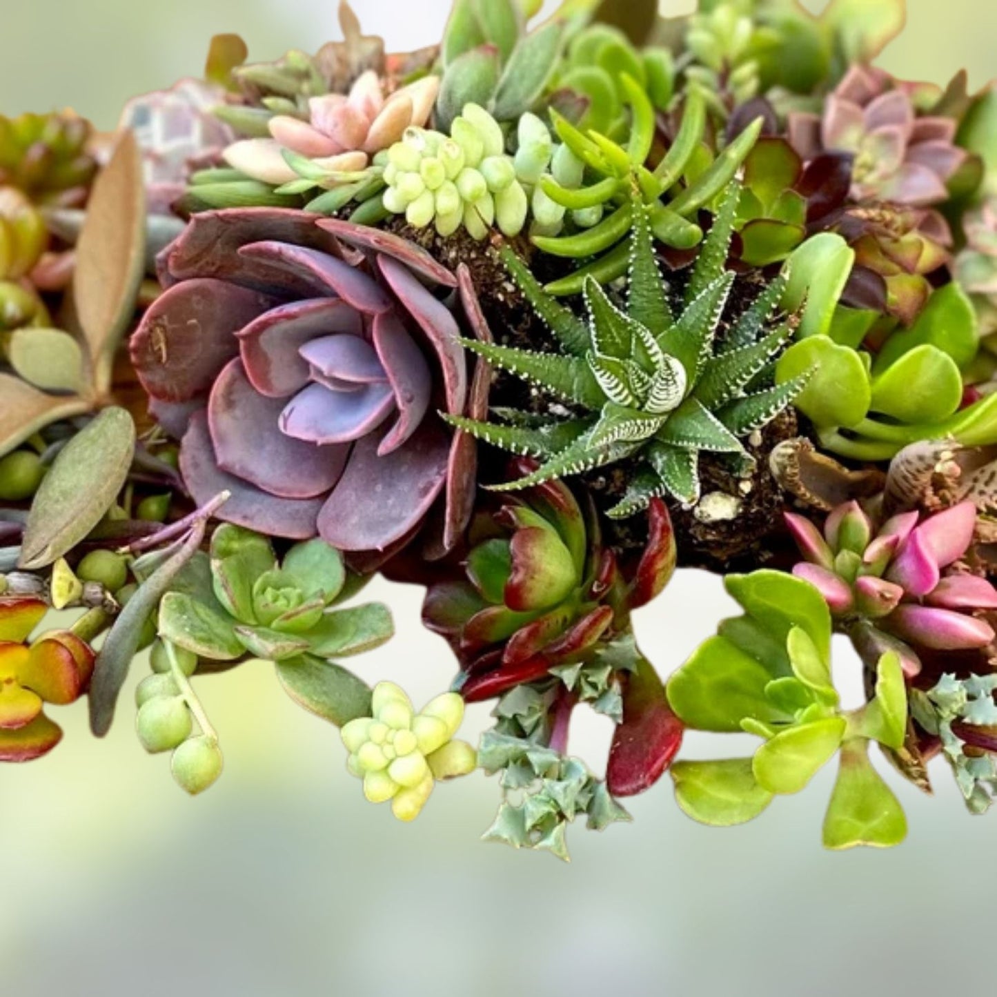 30 Succulent Cuttings 1-2" Assorted Varieties for Fairy Gardens, Wedding Favors, Crafts, and Decor